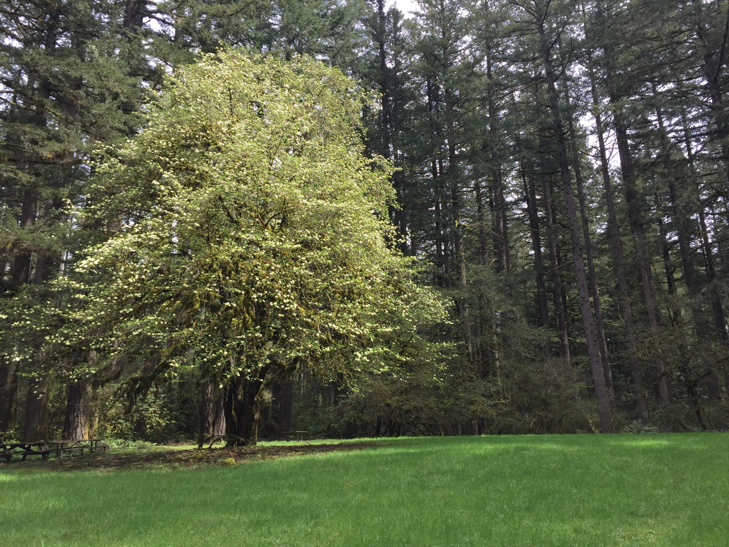 Pacific Dogwood