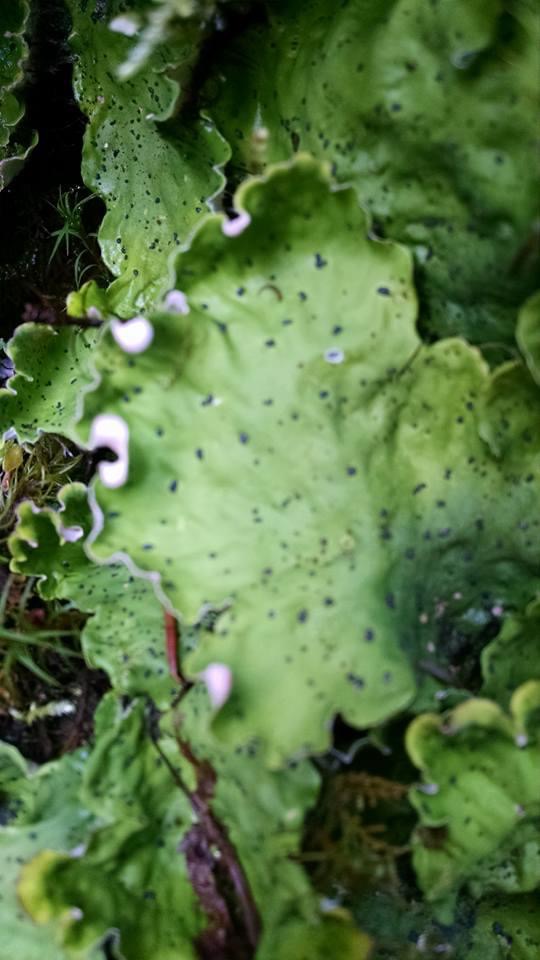 Ruffled Freckled Pelt Lichen