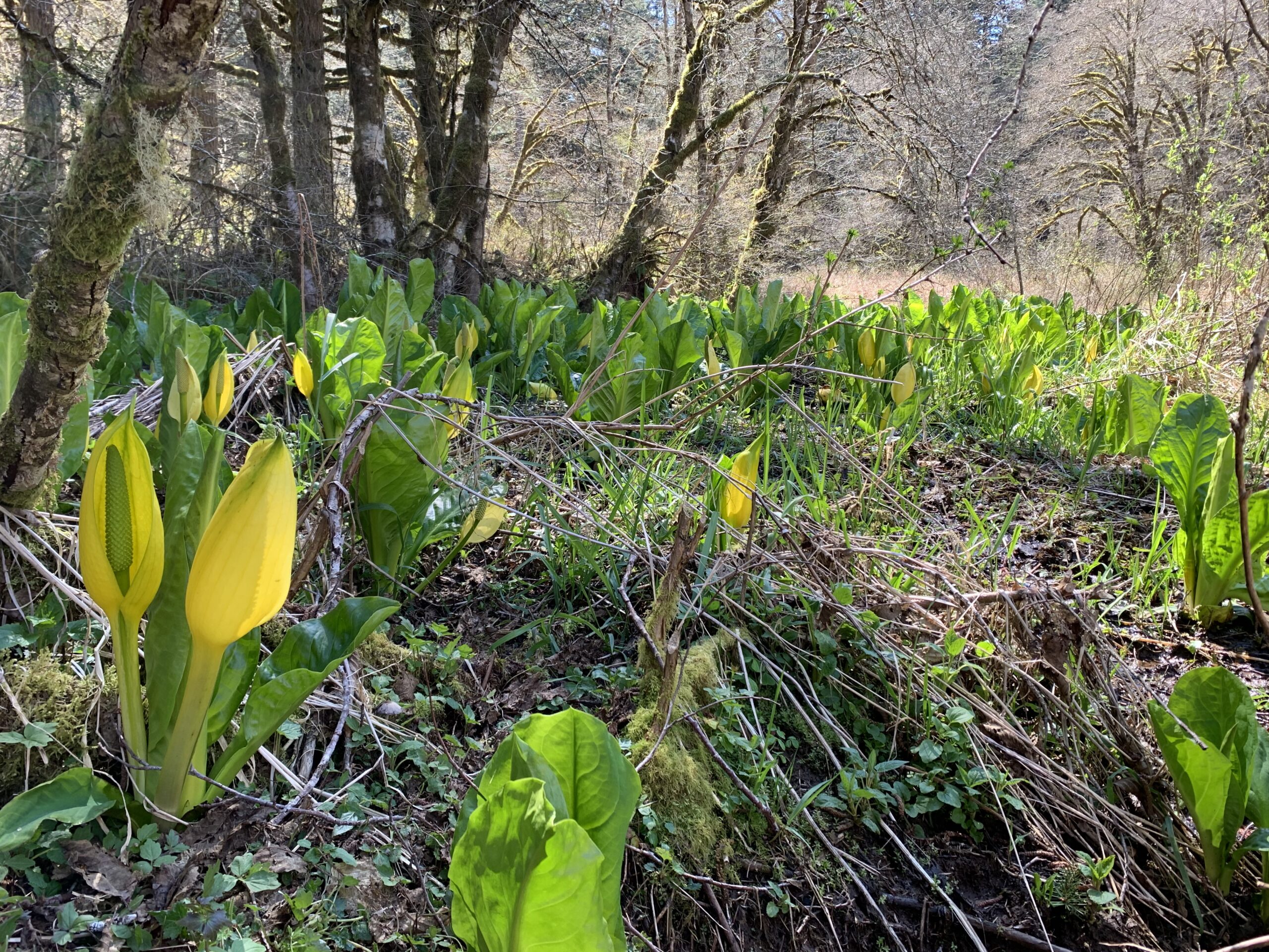 Skunk Cabbage