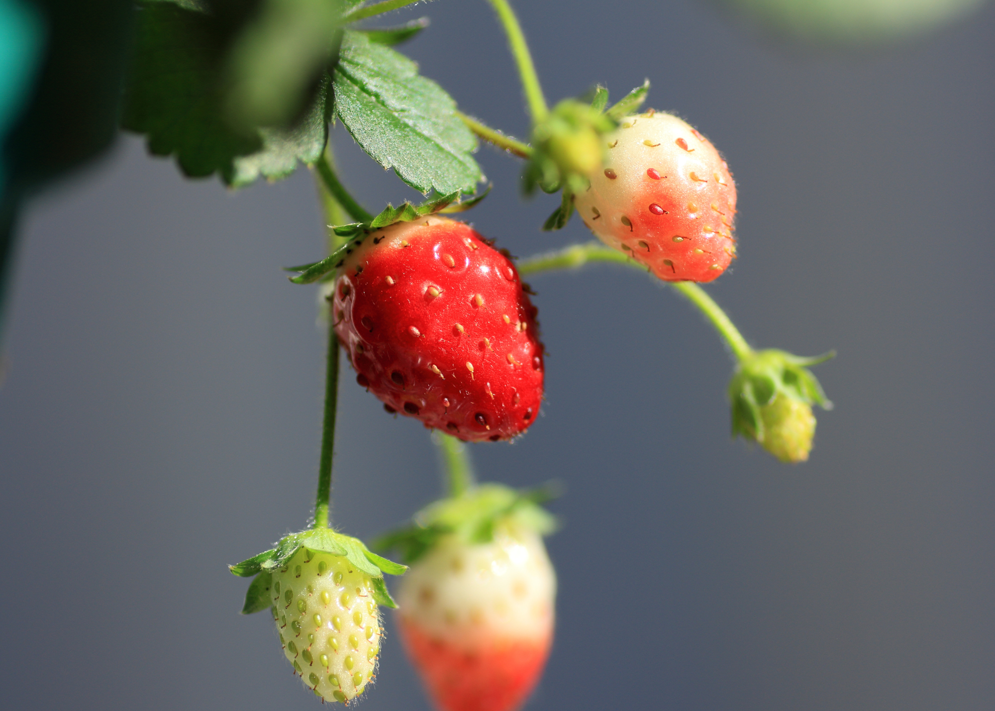 Wild Strawberry