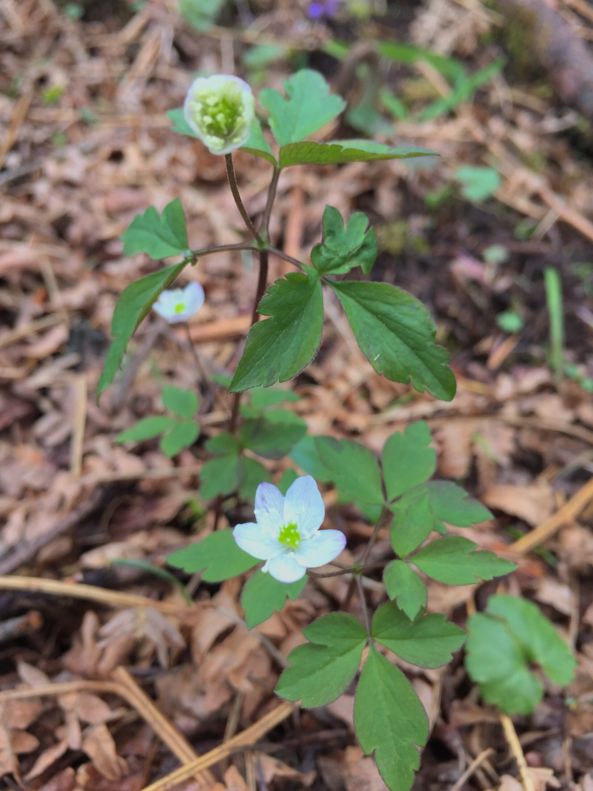 Western Wood Anemone
