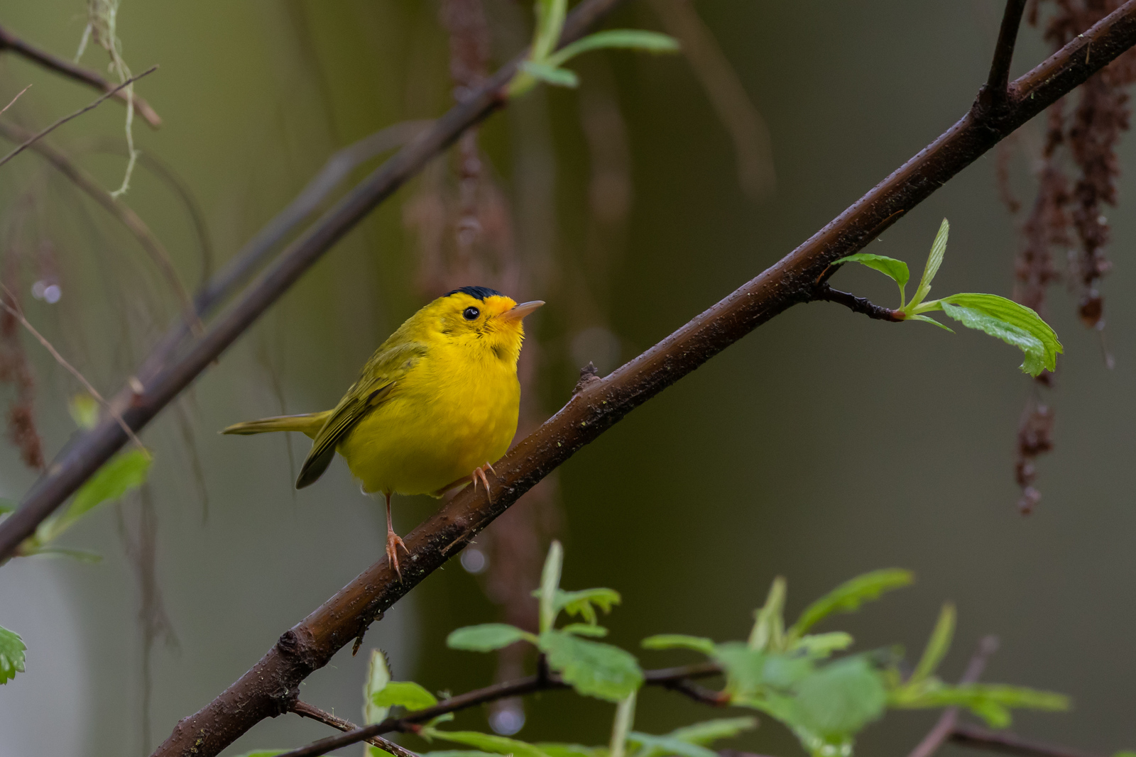 Wilson's Warbler