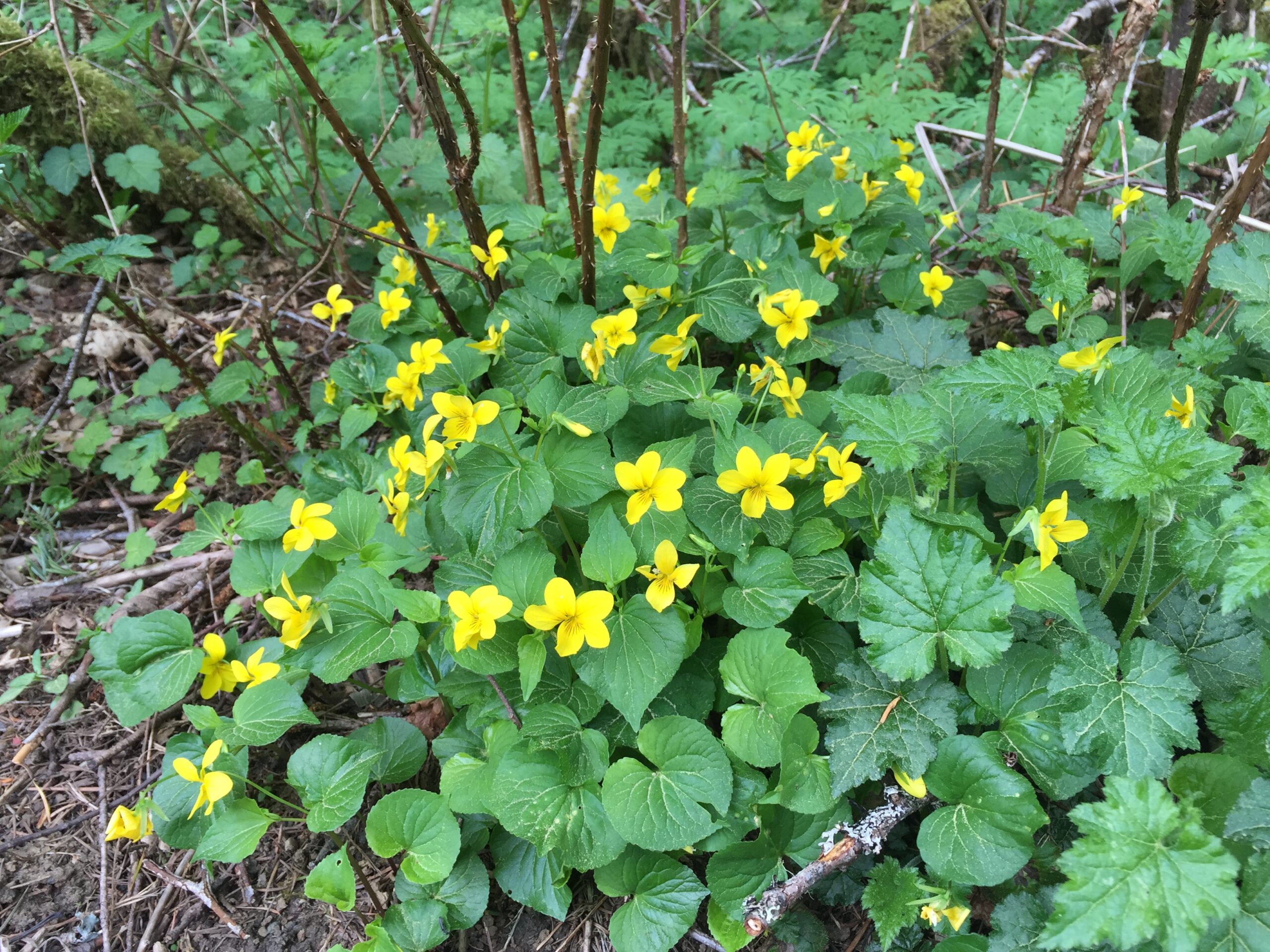 Wood Violet