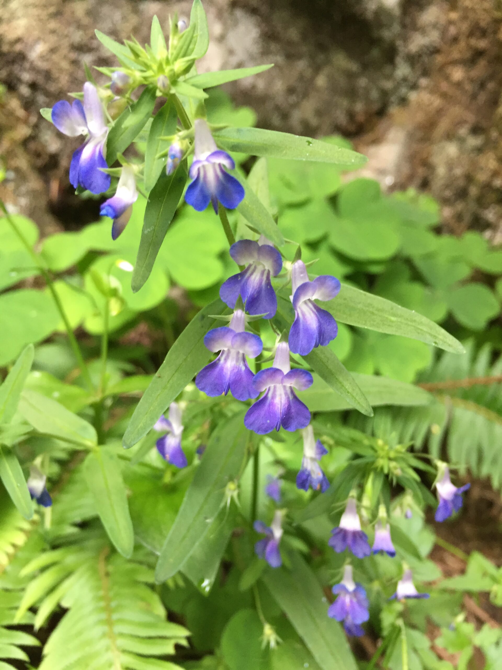 Large-Flowered Blue-Eyed Mary