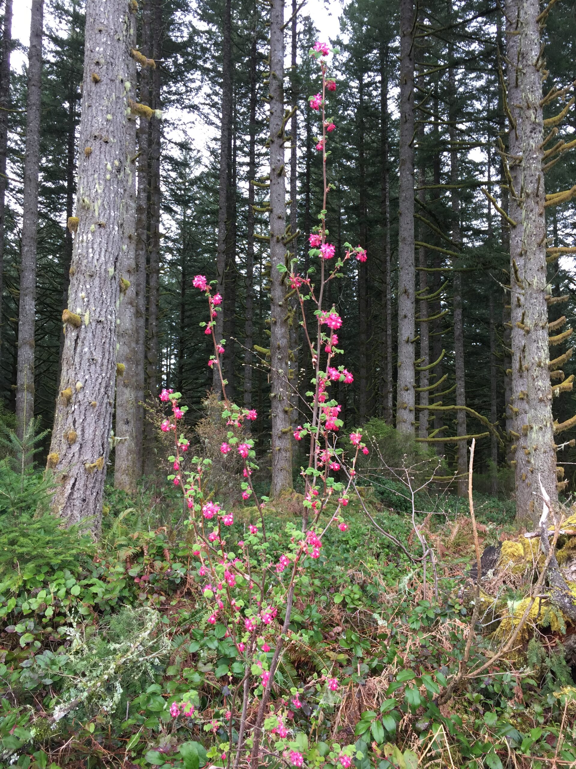 Red-Flowering Currant
