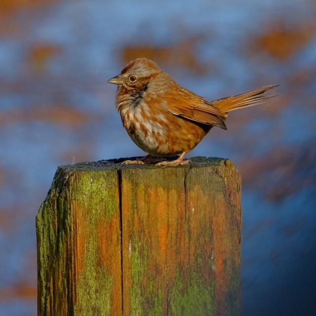 Song Sparrow