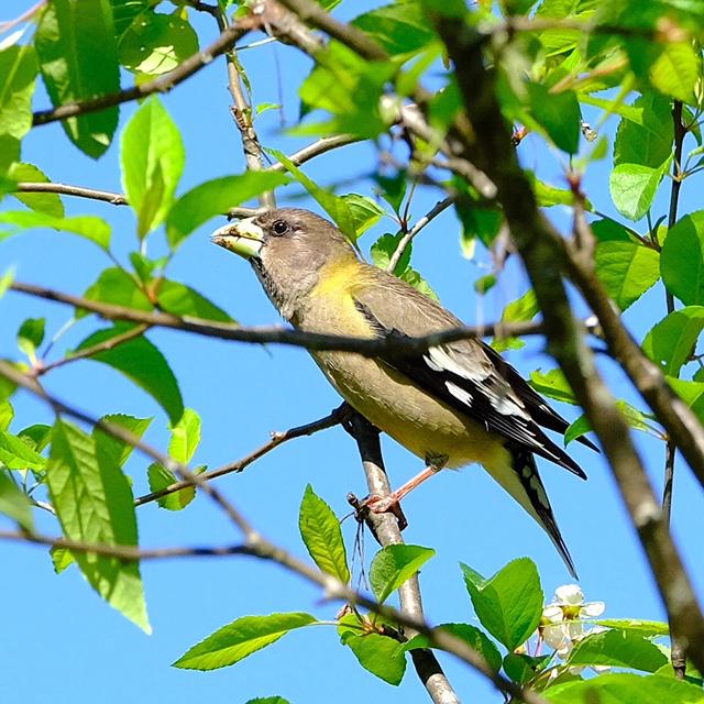 Evening Grosbeak