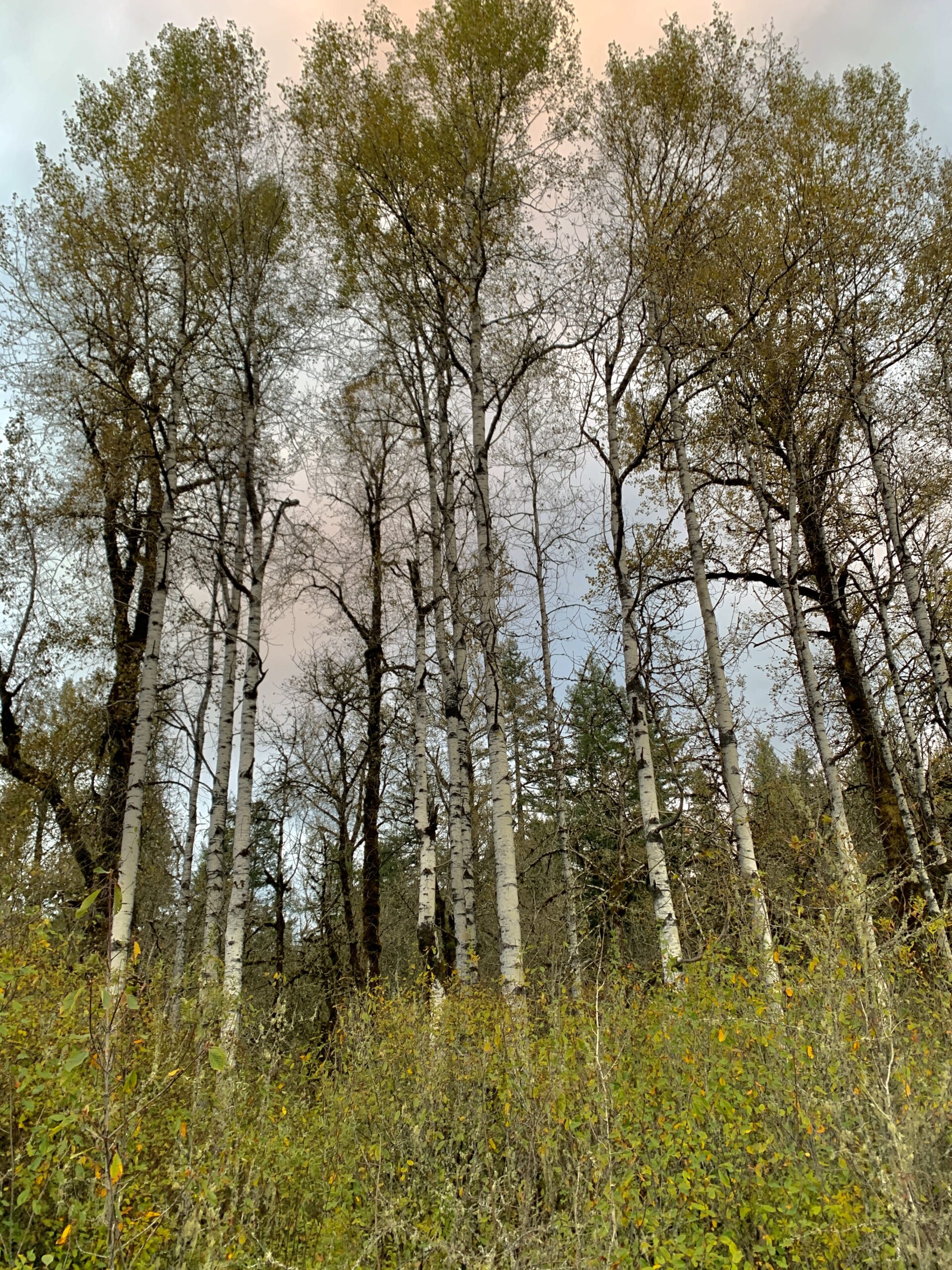 Quacking Aspen