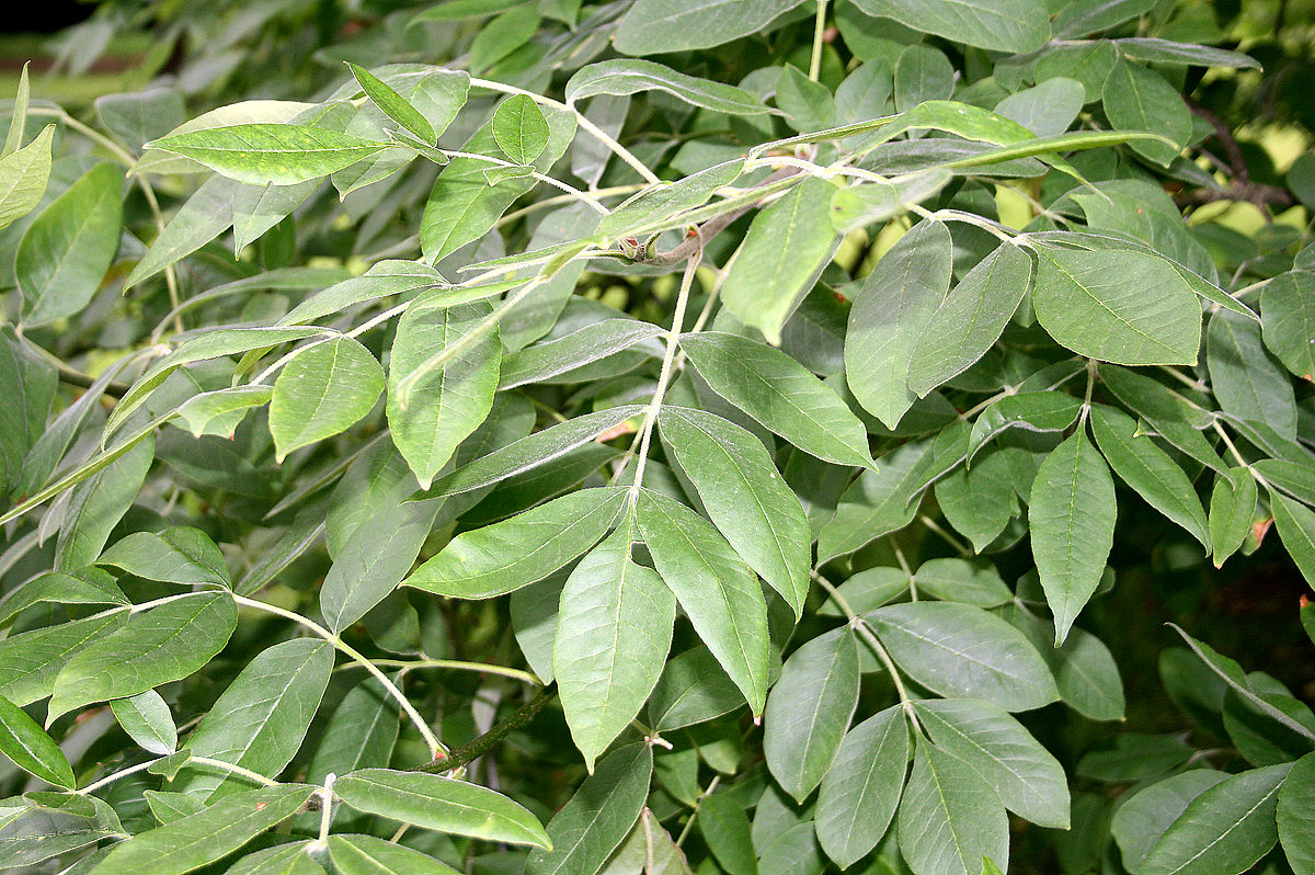 Oregon Ash