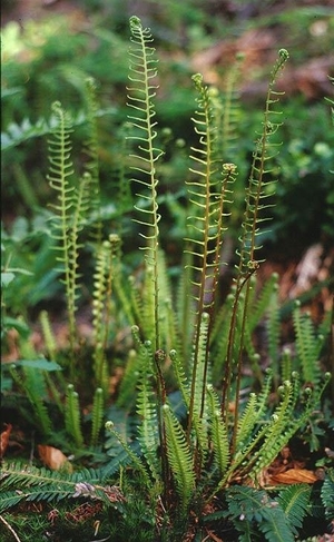 Deer Fern