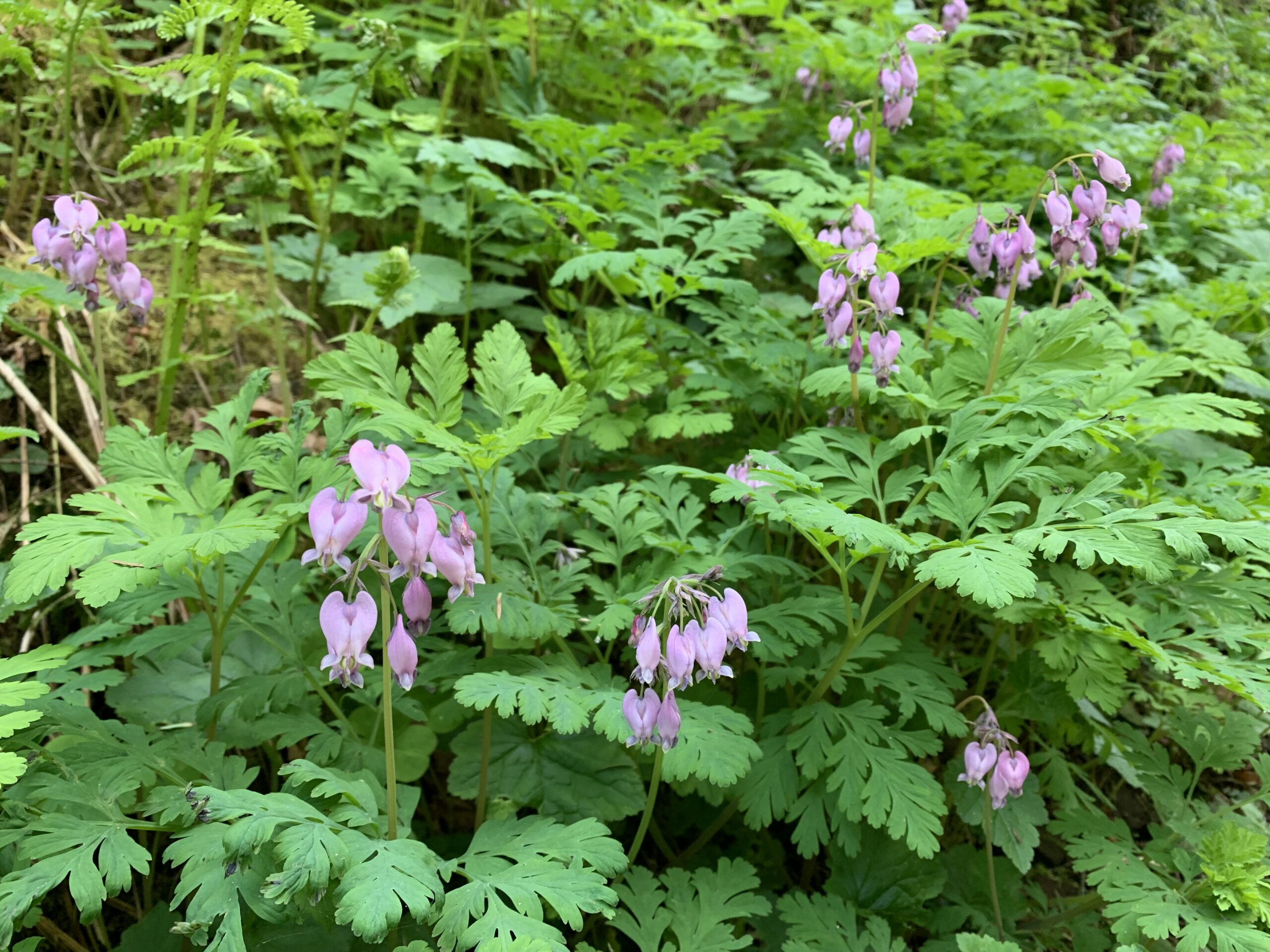 Pacific Bleeding Heart