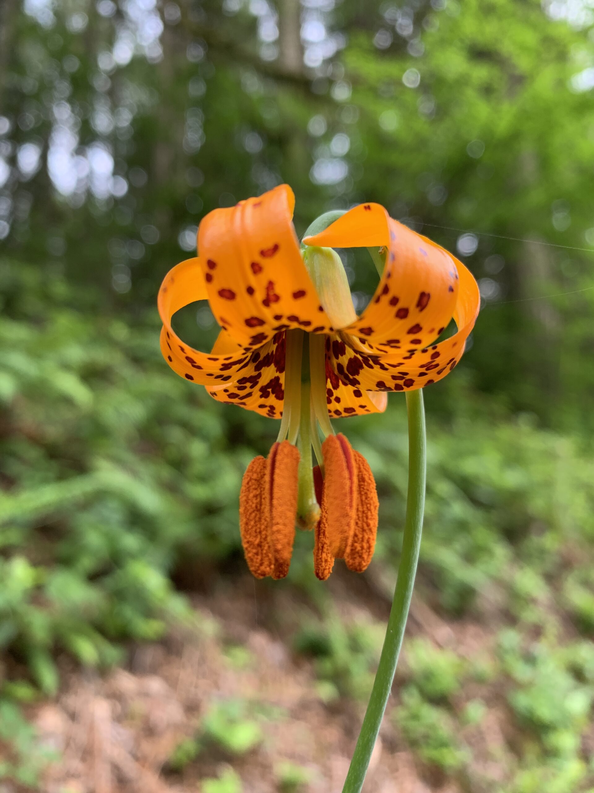 Columbia Lilly