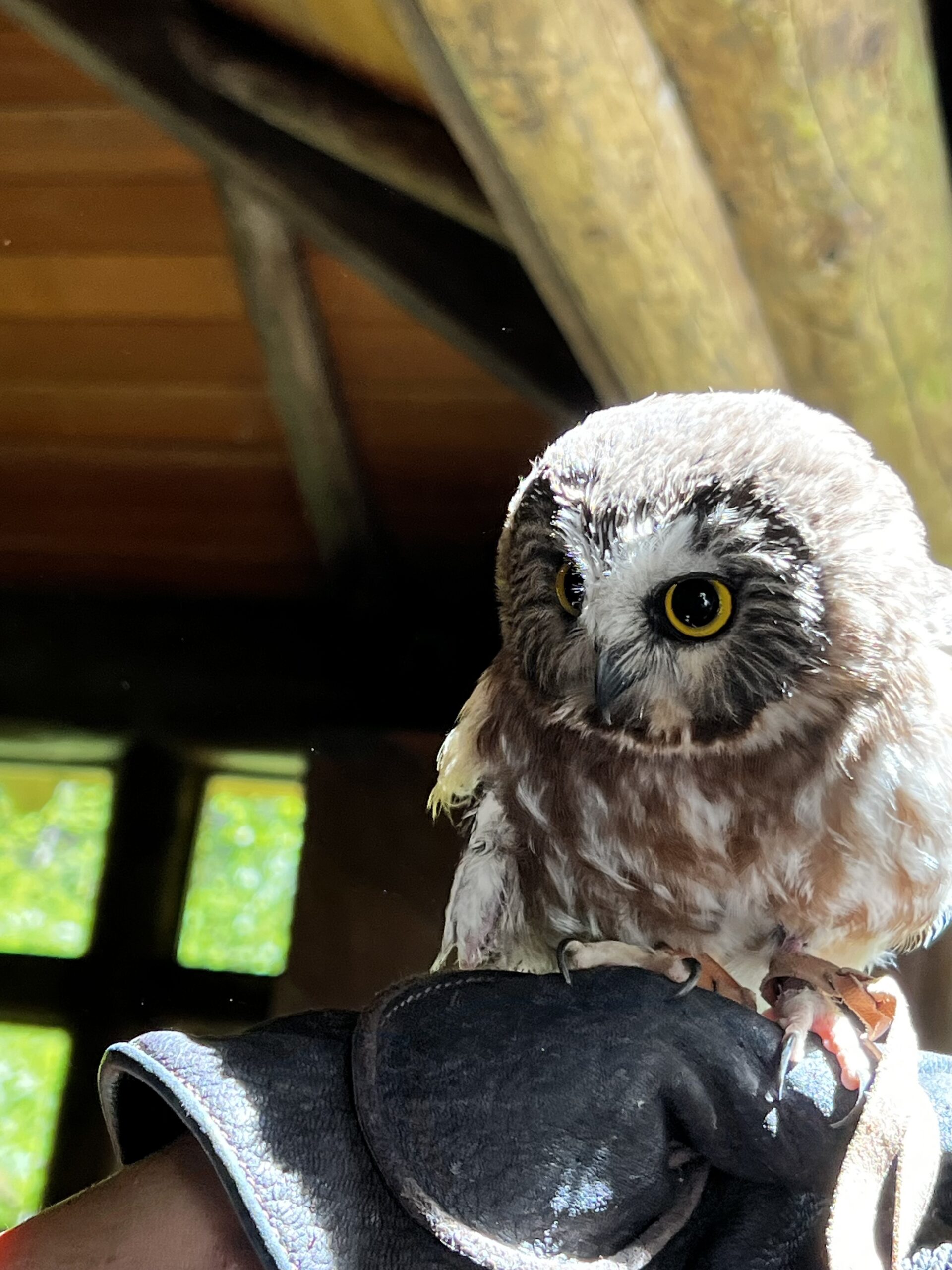 Northern Saw-Whet Owl