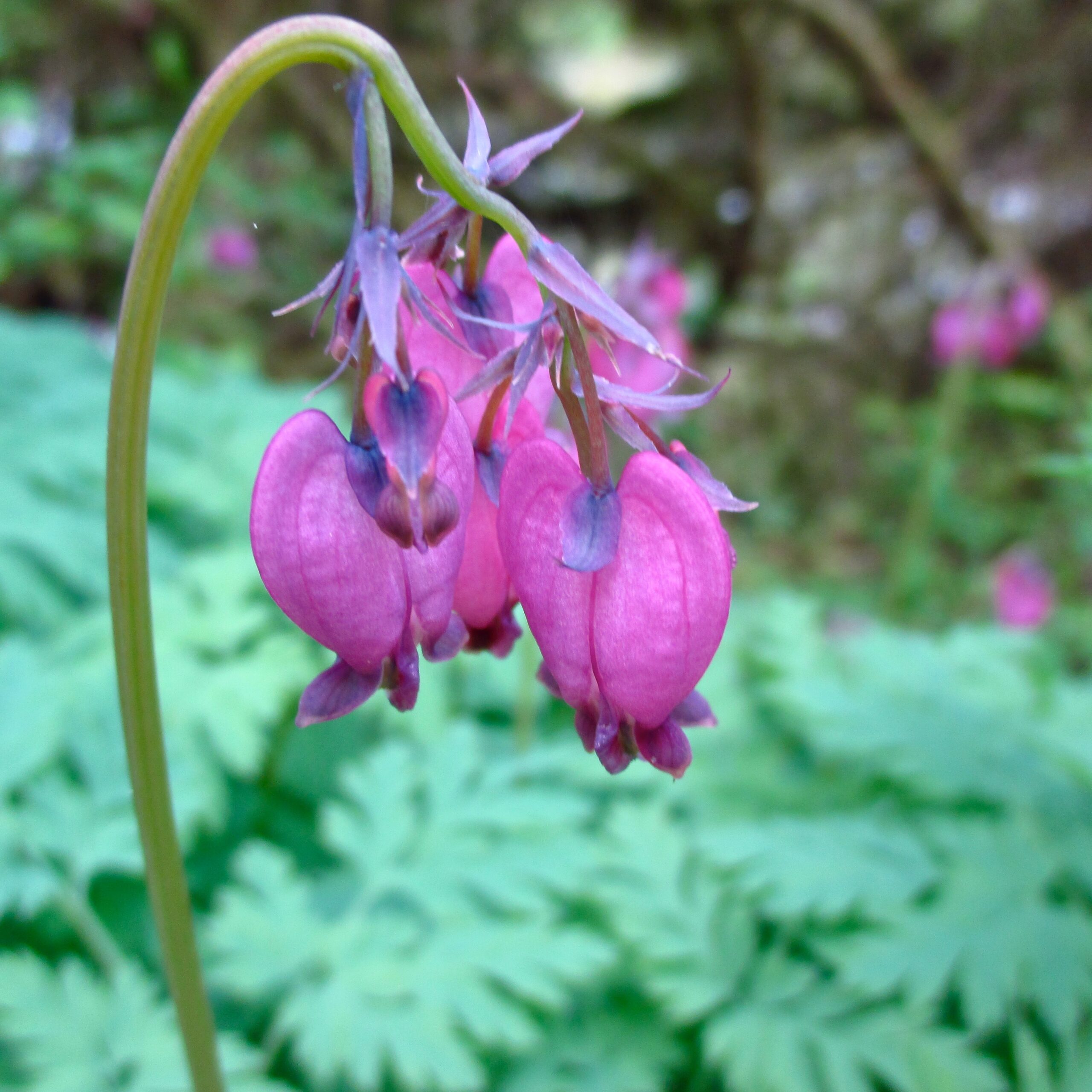 Pacific Bleeding Heart