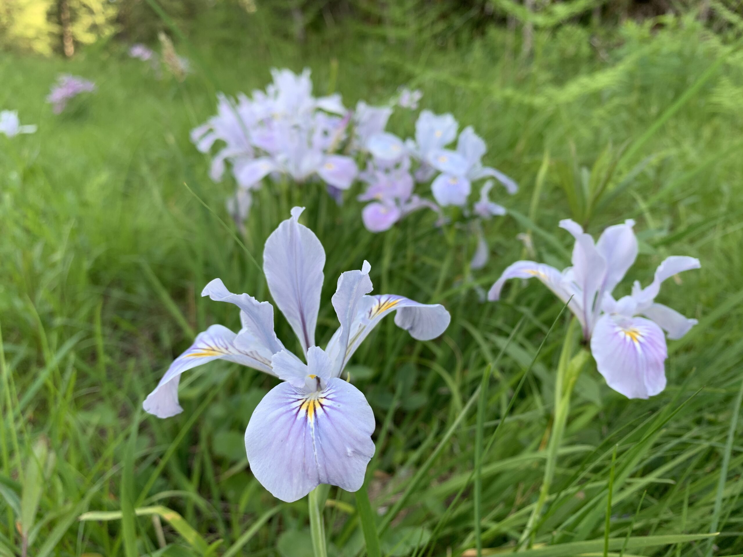 Oregon Iris