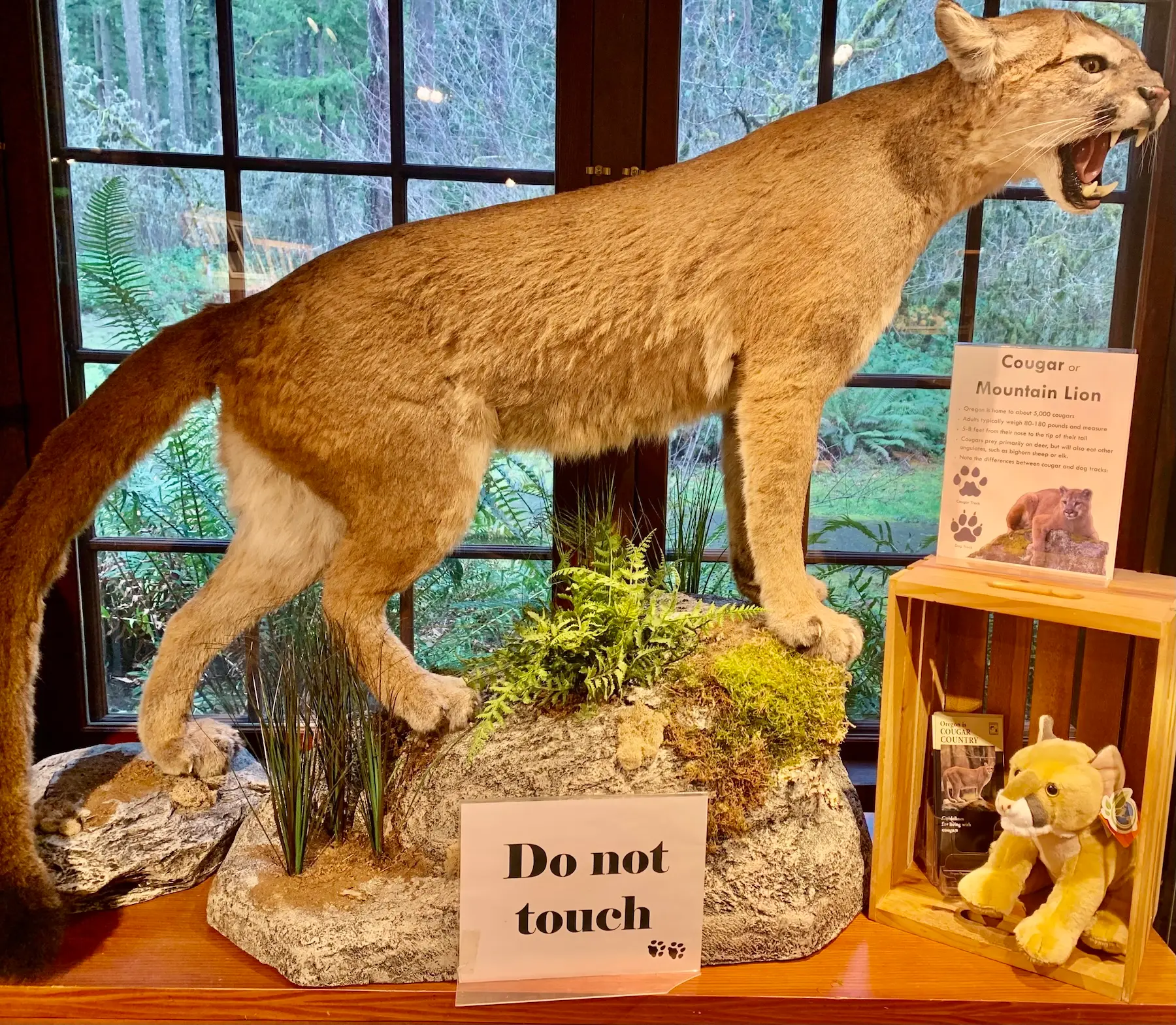 Taxidermy cougar display inside Silver Falls Nonprofit Nature Store with wildlife education exhibit signage