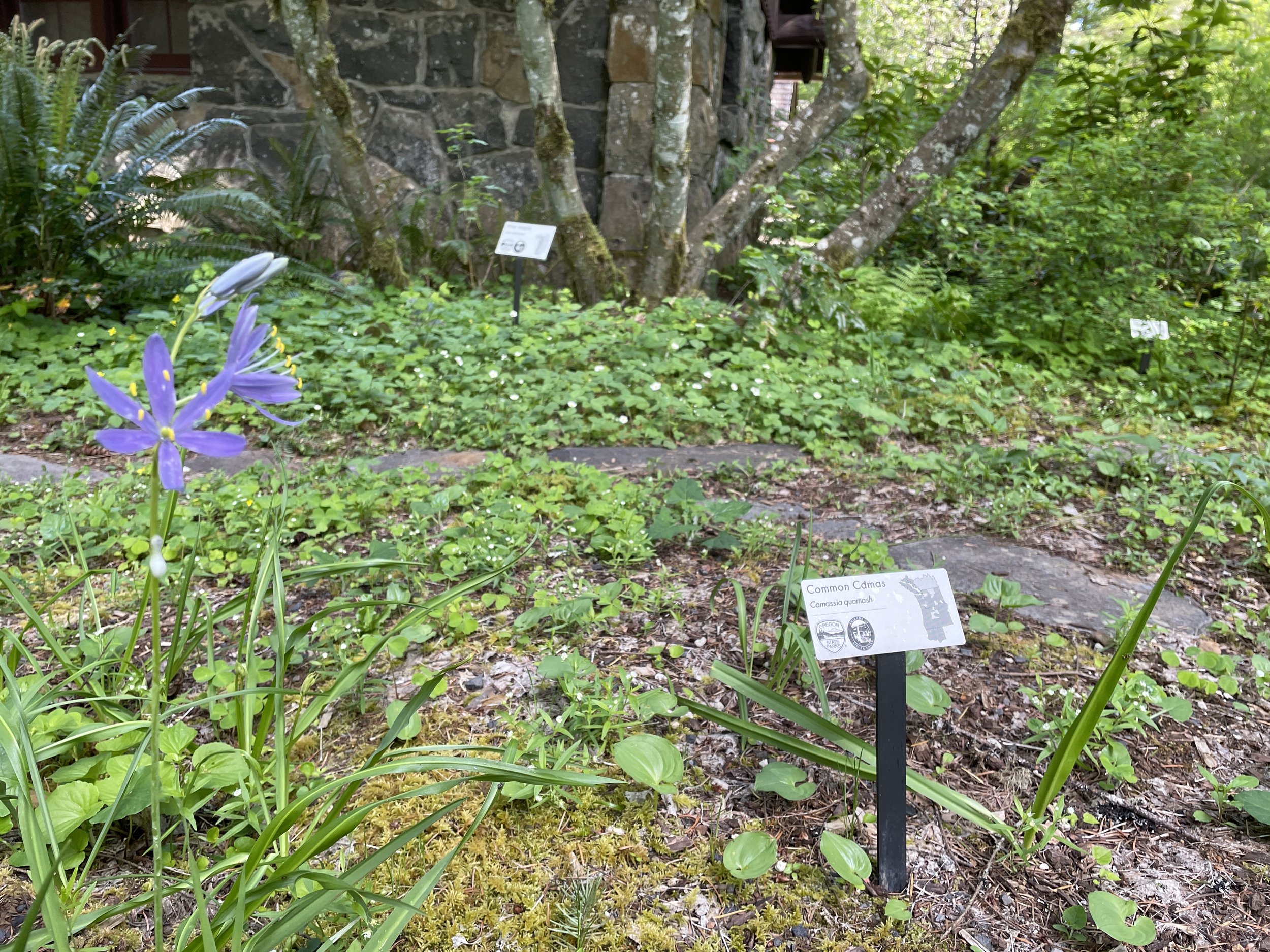 Native Plant Garden and Botanical Drawings