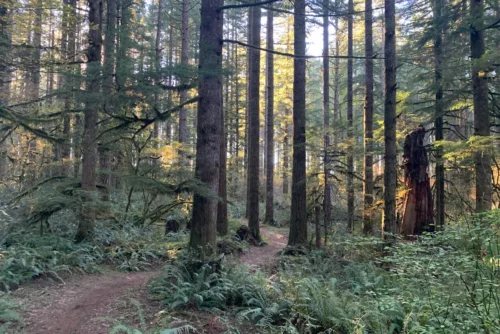 214 Trailhead Forest