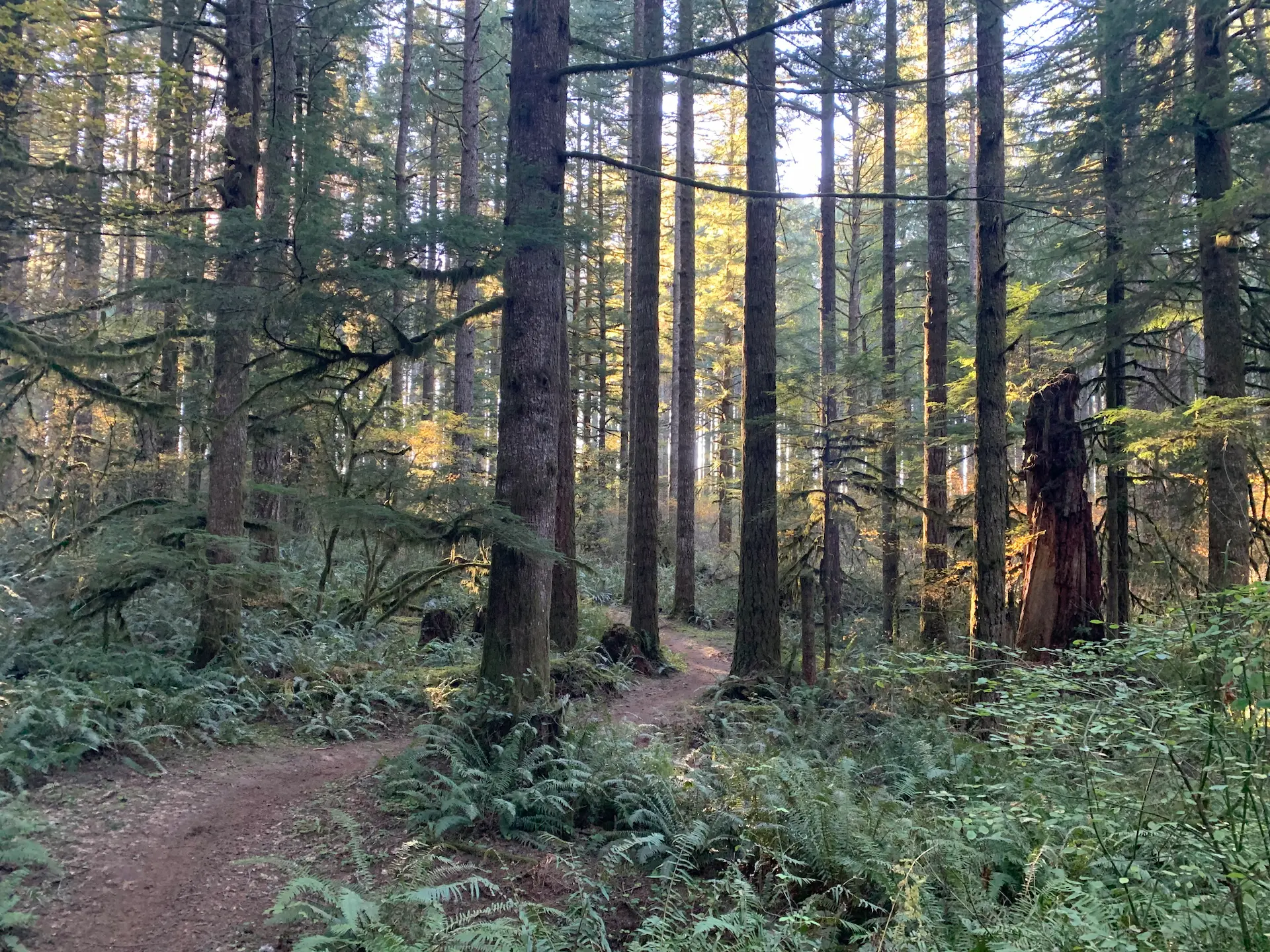 Two volunteers appear to be planting or restoring native vegetation on the grounds outside the South Falls Café at Silver Falls State Park