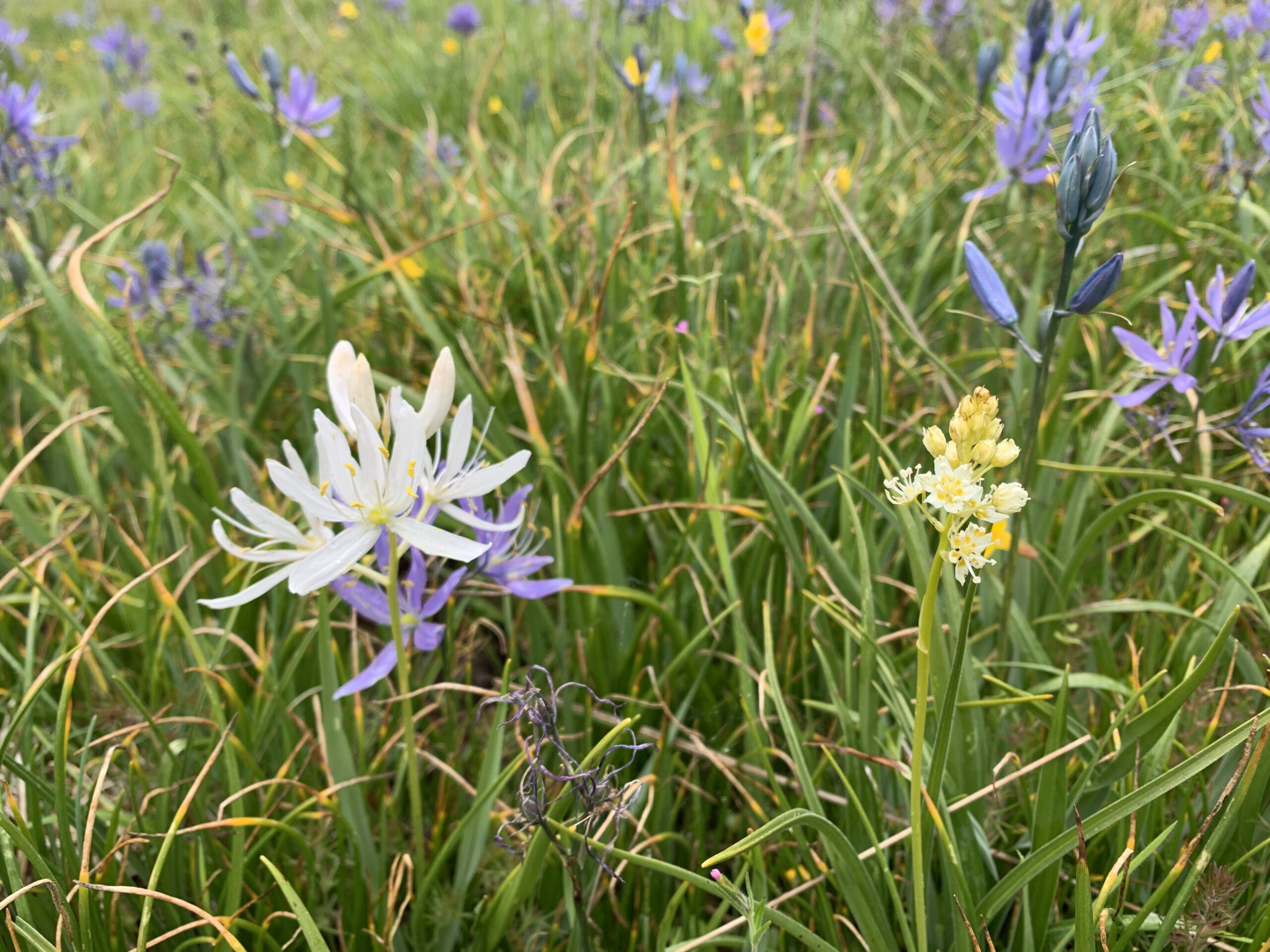 Meadow Death Camas