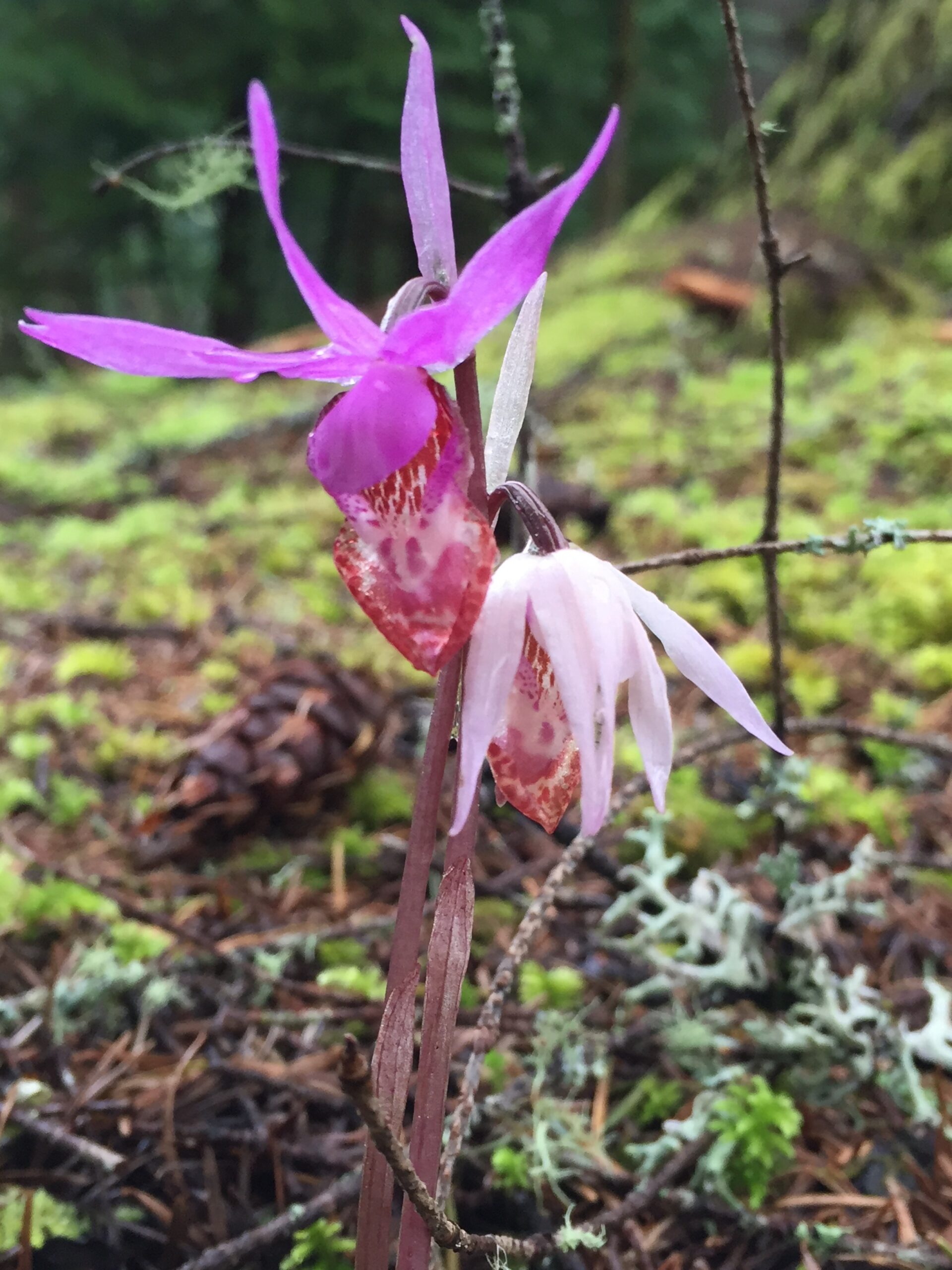 Calypso Orchid (Fairyslipper)