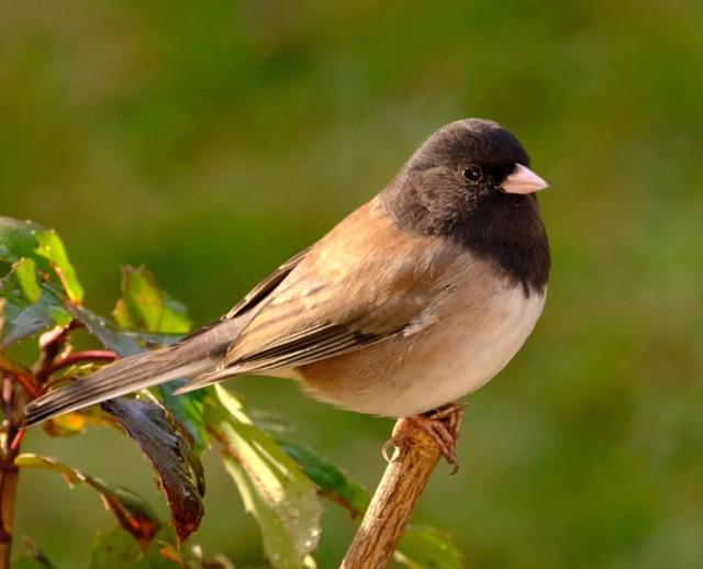 Dark-Eyed Junco