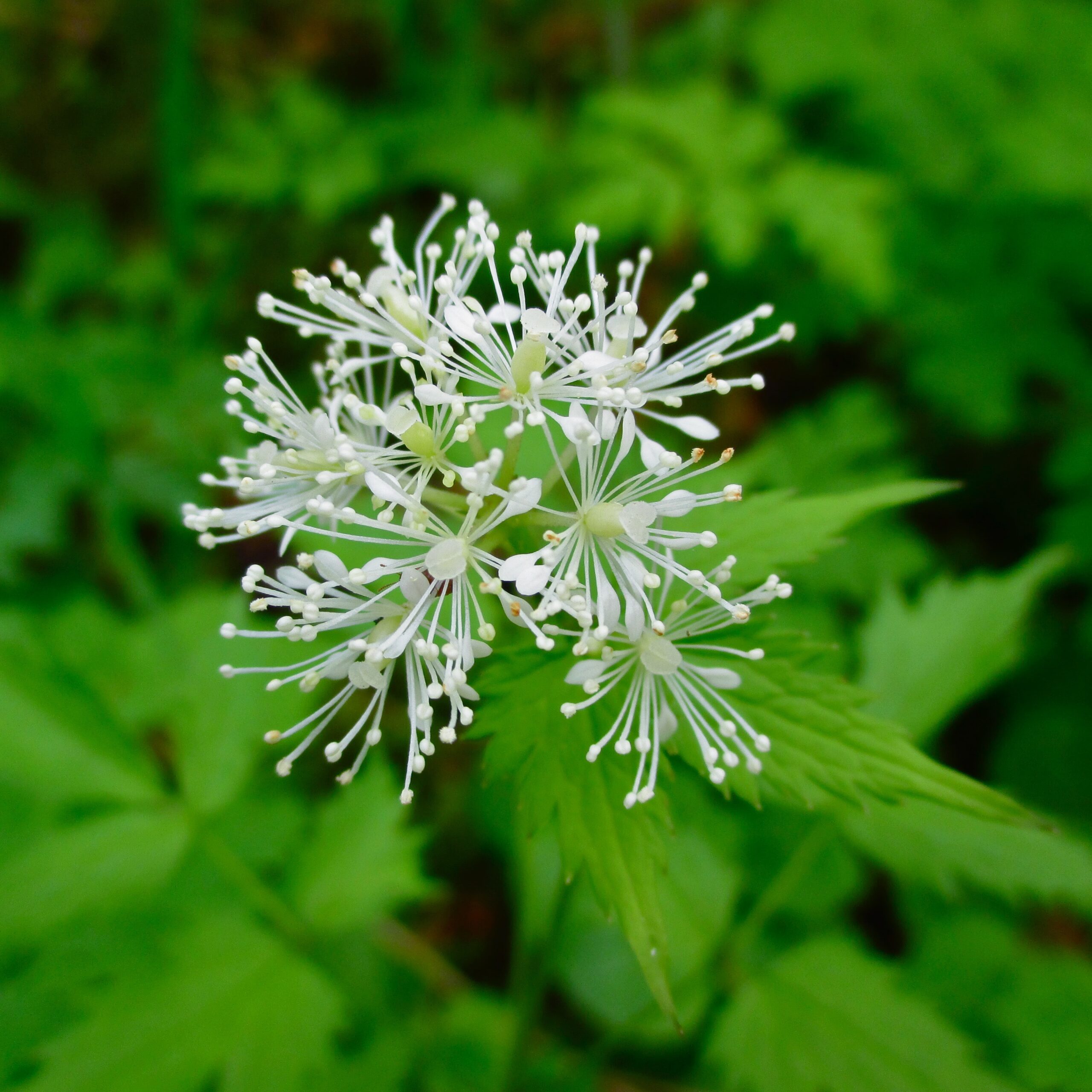 Baneberry
