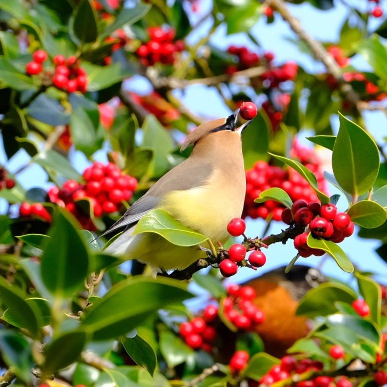 Cedar Waxwing