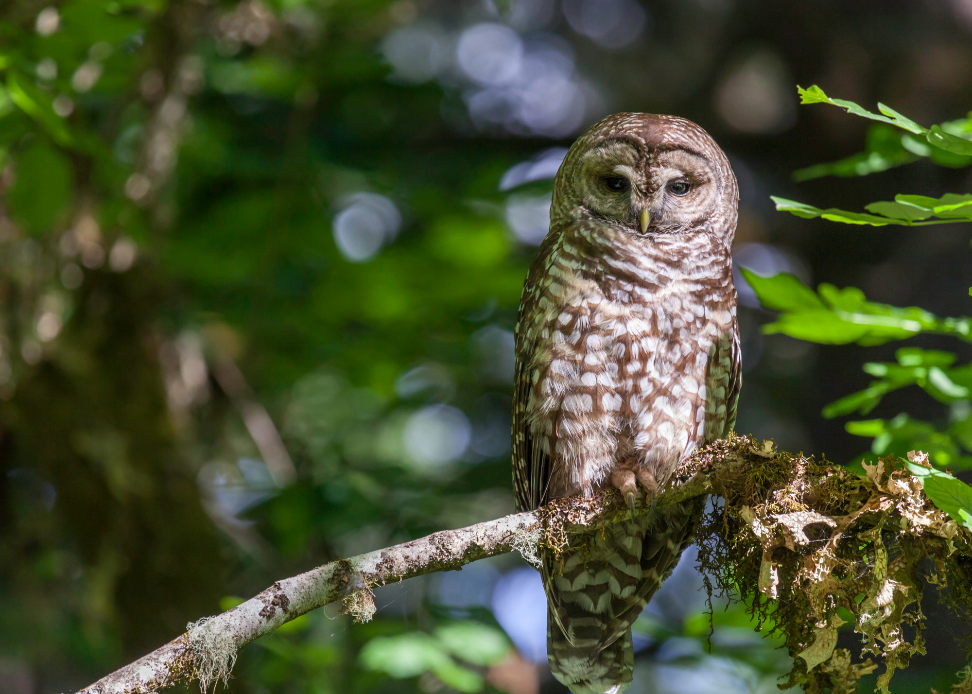 Spotted Owl