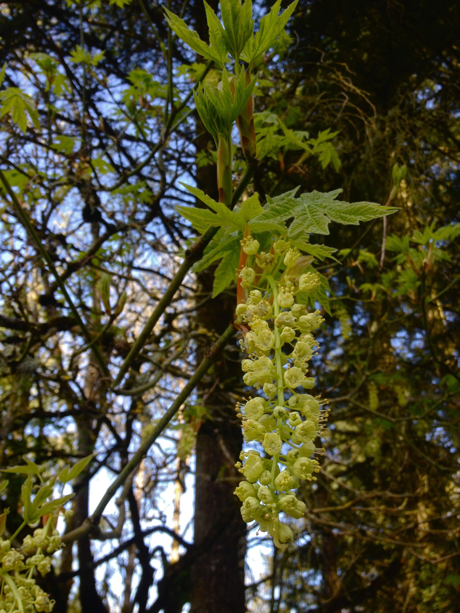 Big Leaf Maple