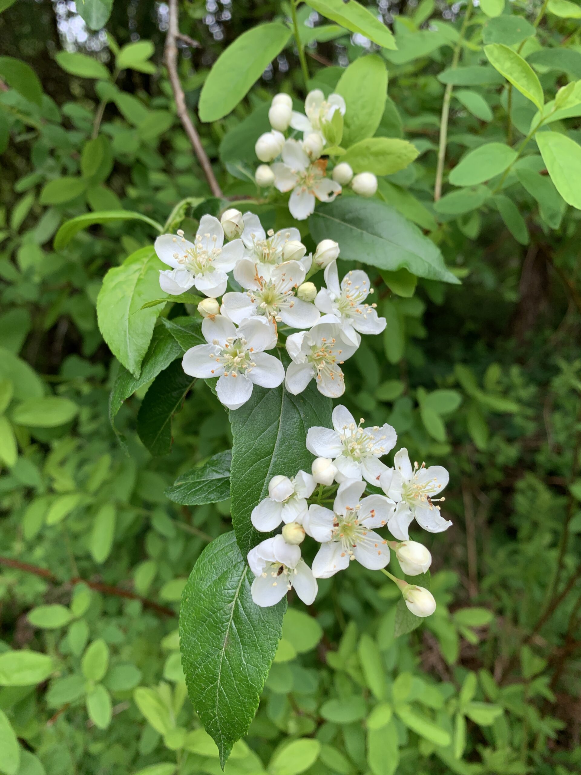 Pacific Crabapple