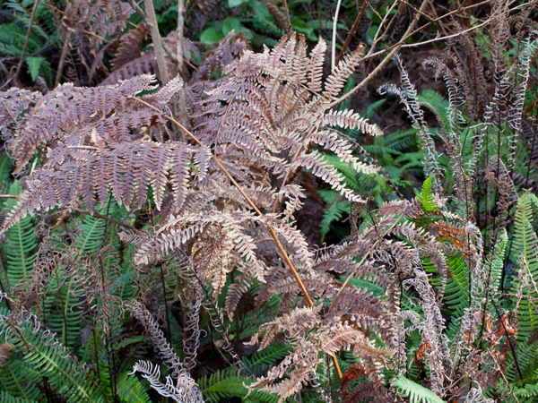 Bracken Fern