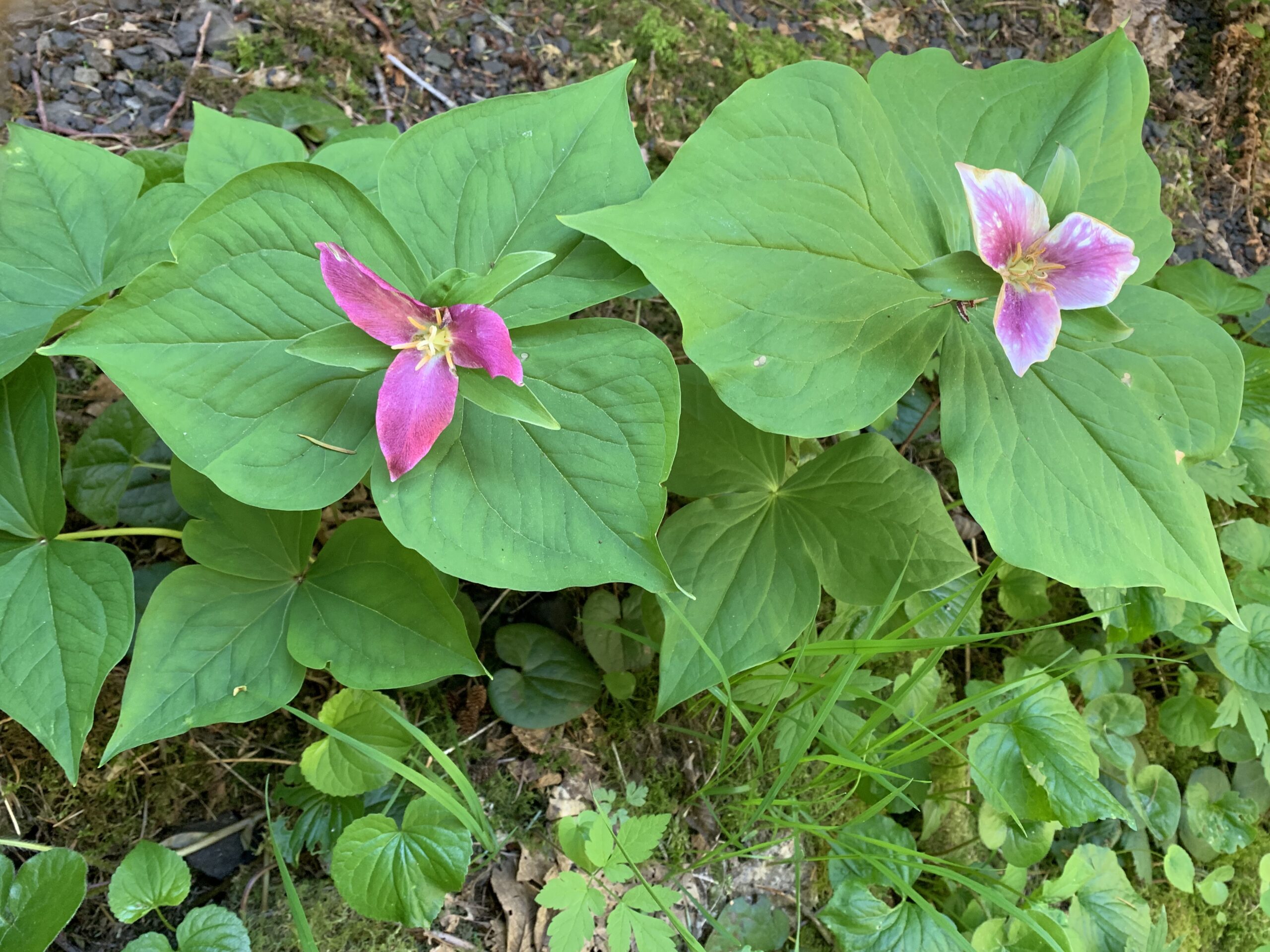 Western Trillium