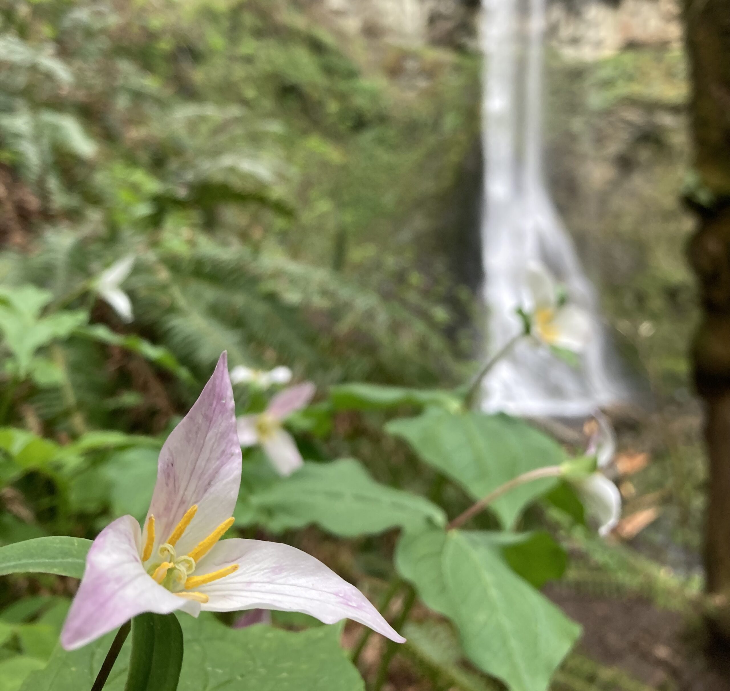 Western Trillium