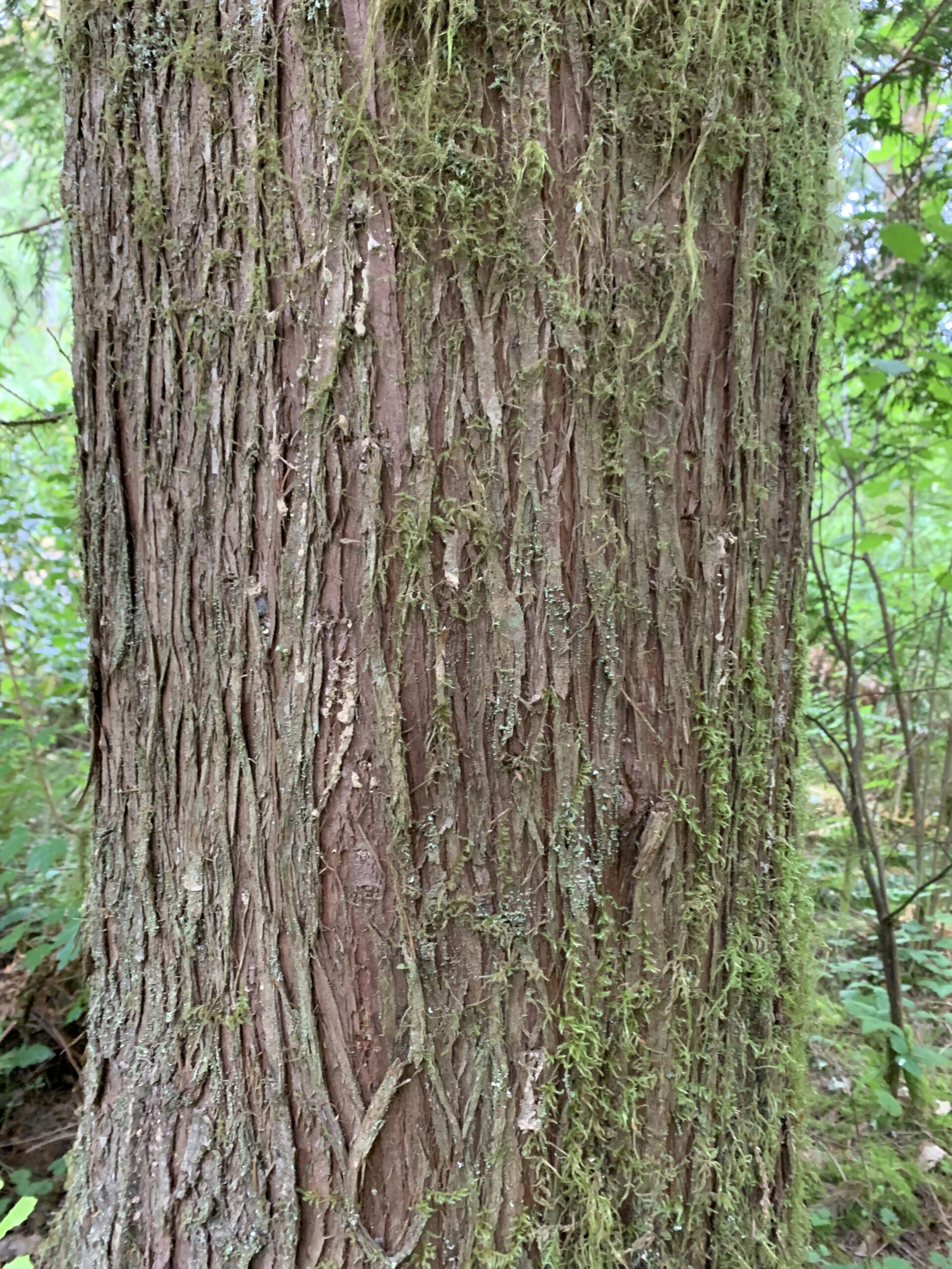 Western Redcedar