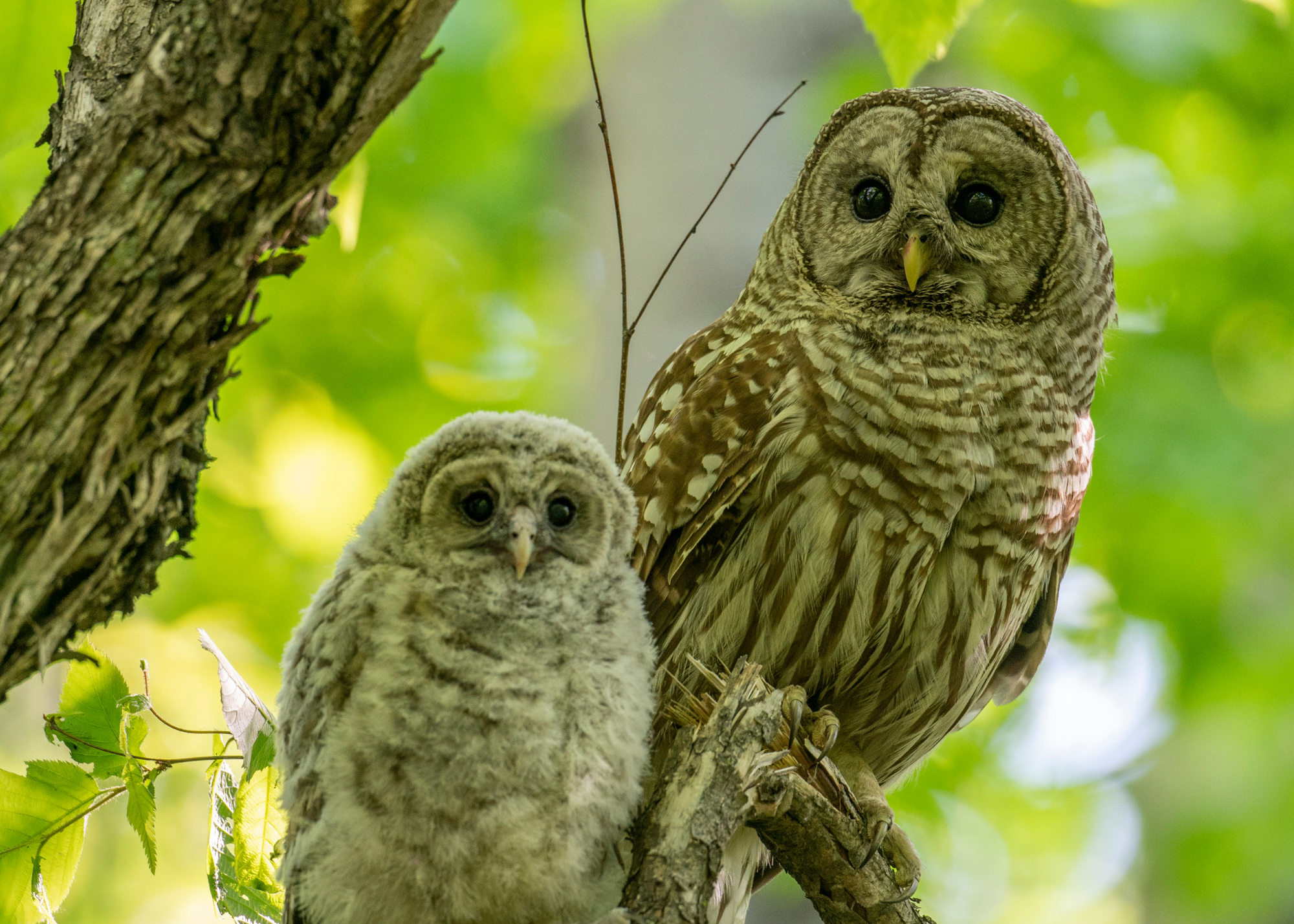 Barred Owl