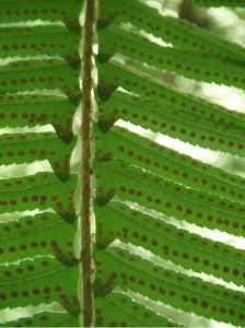 Sword Fern