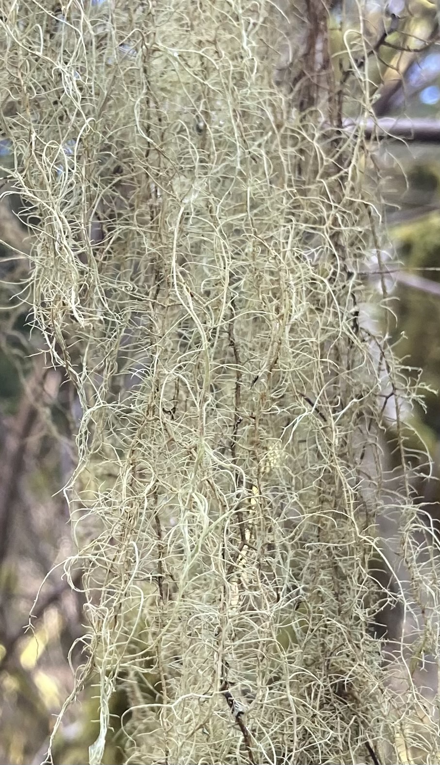 Witch's Hair Lichen
