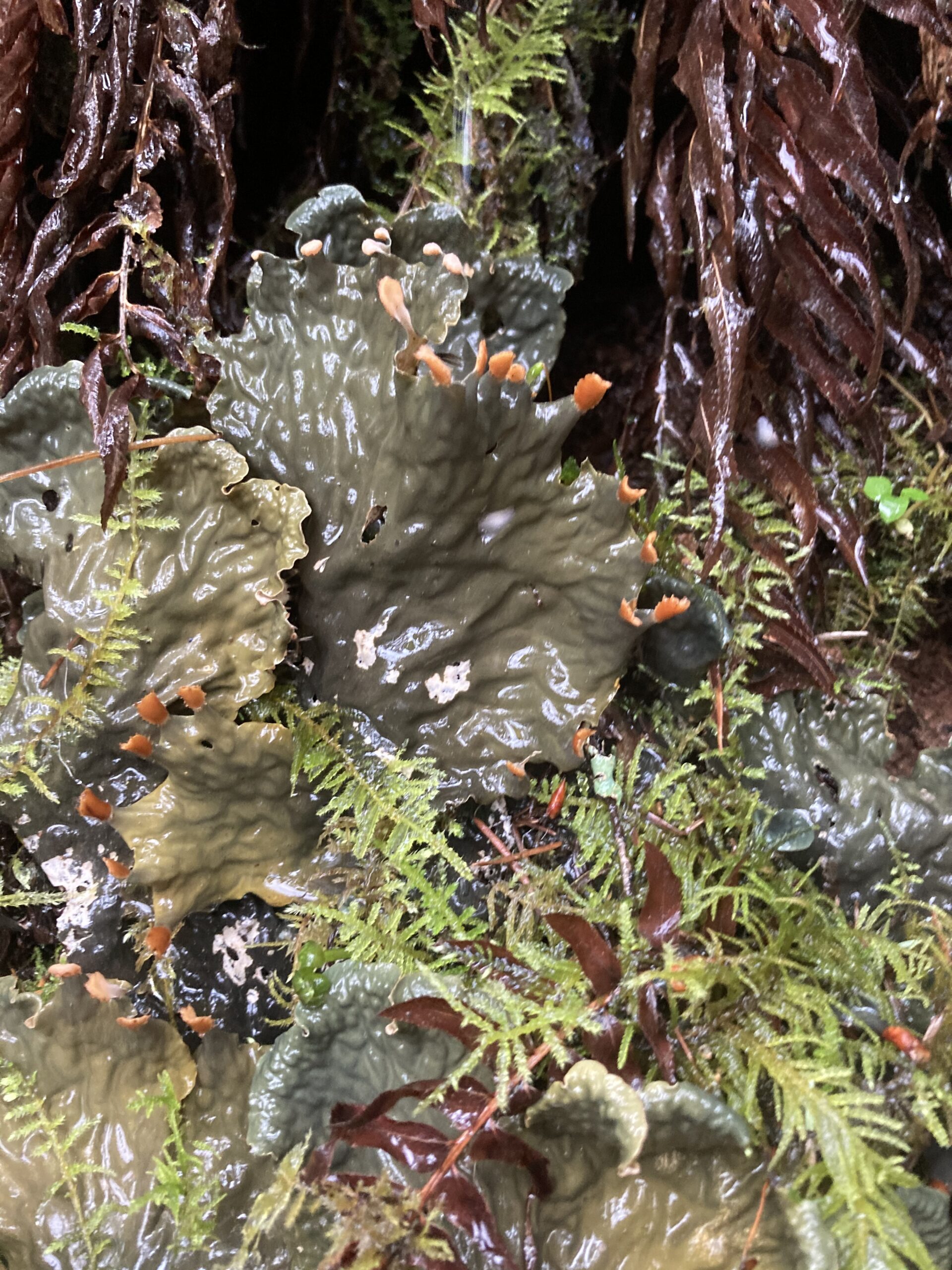 Pelt Lichen