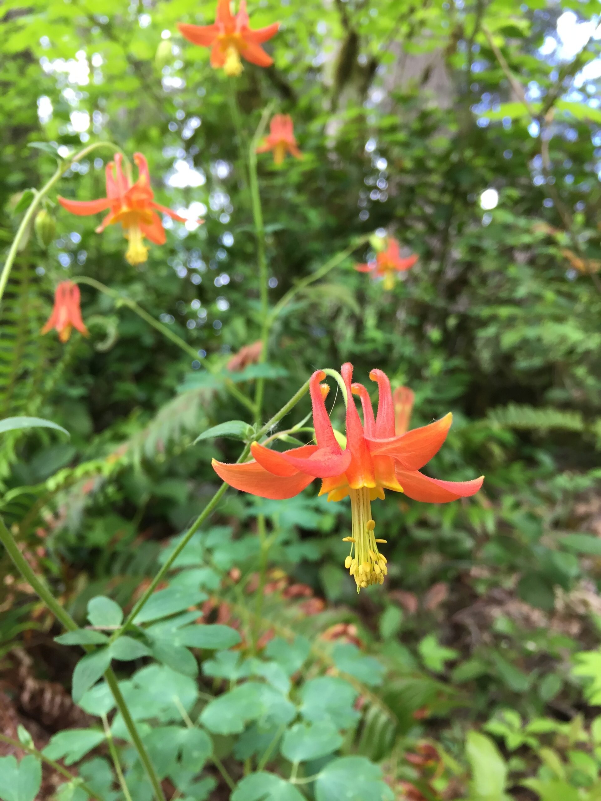 Red Columbine