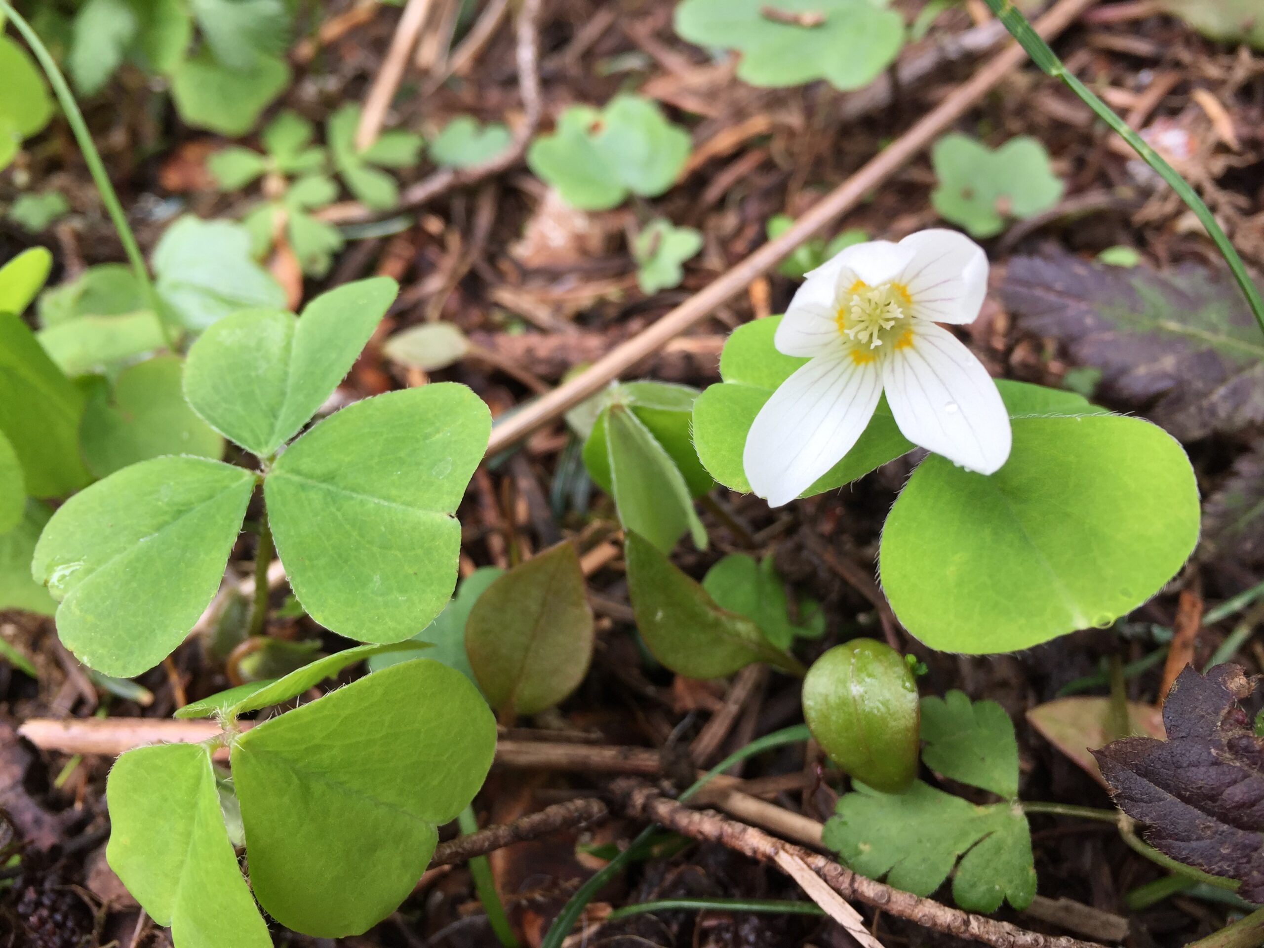 Wood Sorrel