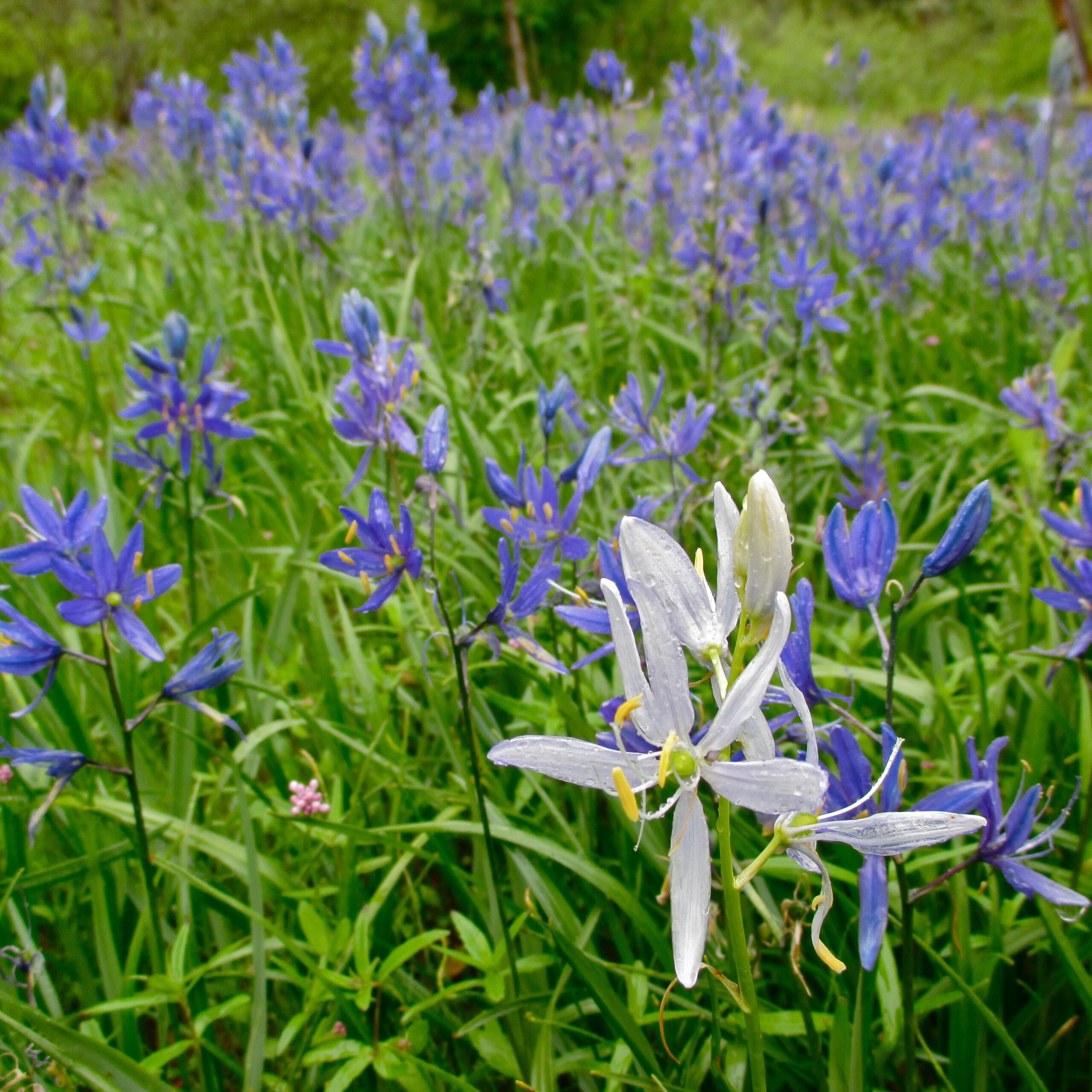 Common Camas