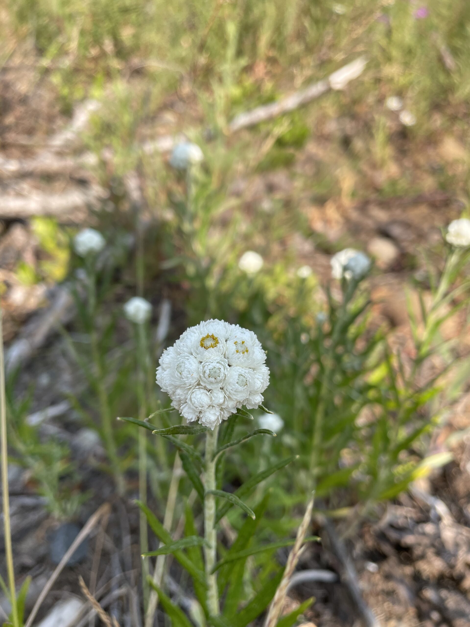 Pearly Everlasting
