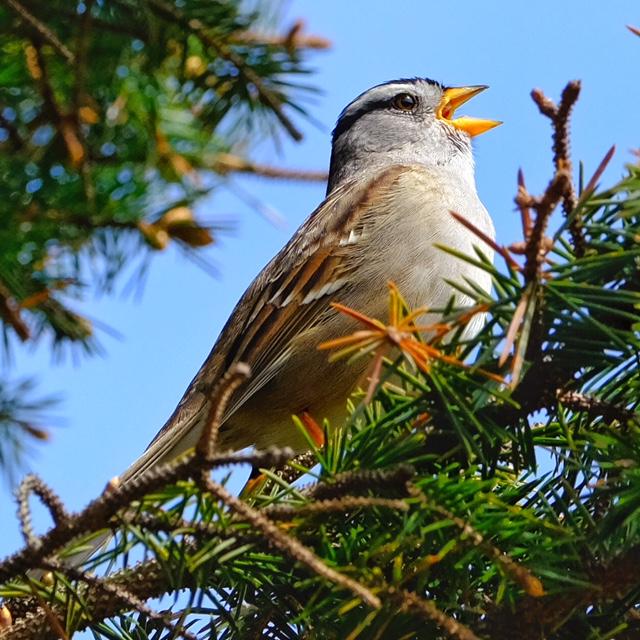 White-Crowned Sparrow