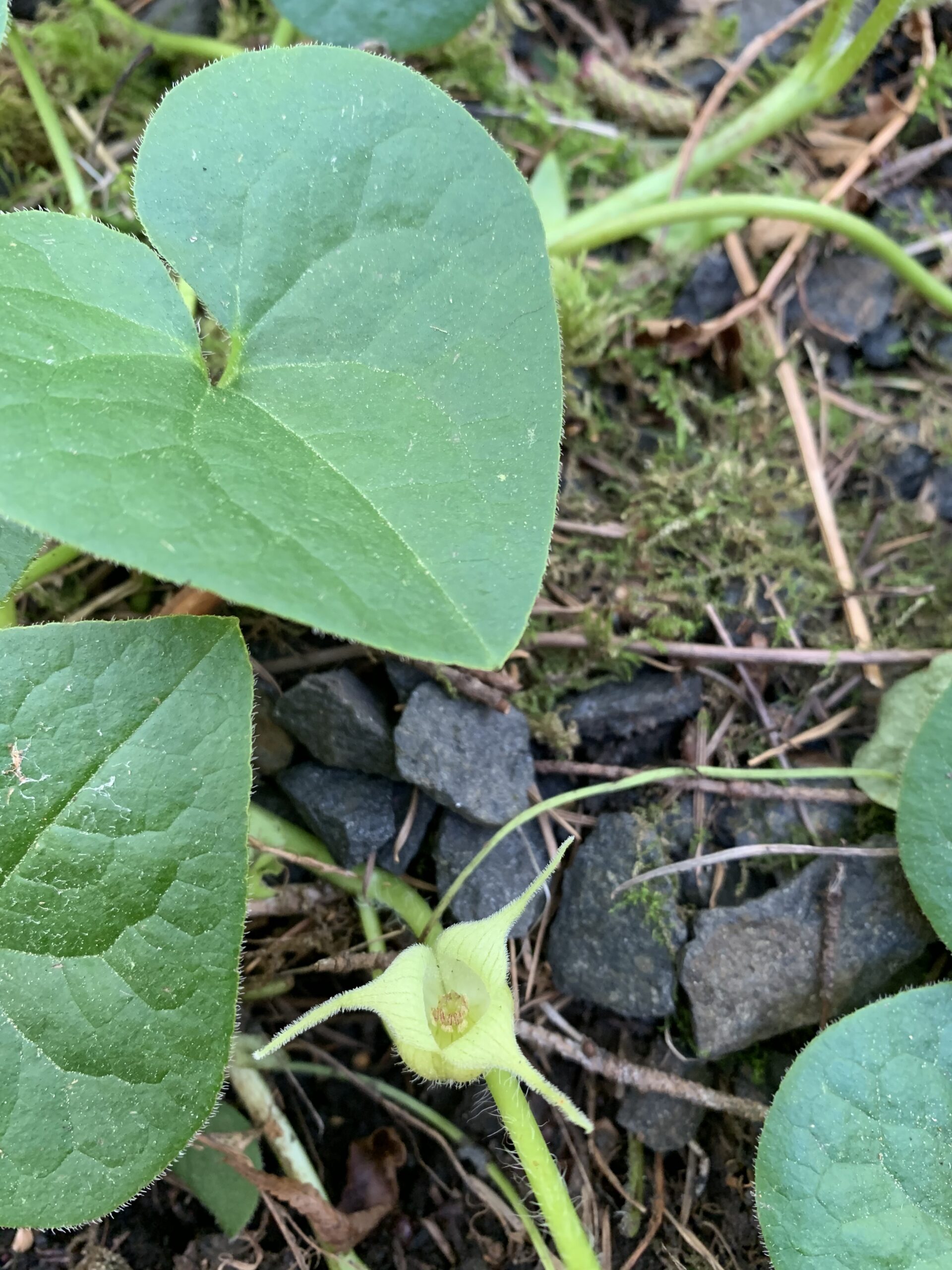 Western Wild Ginger