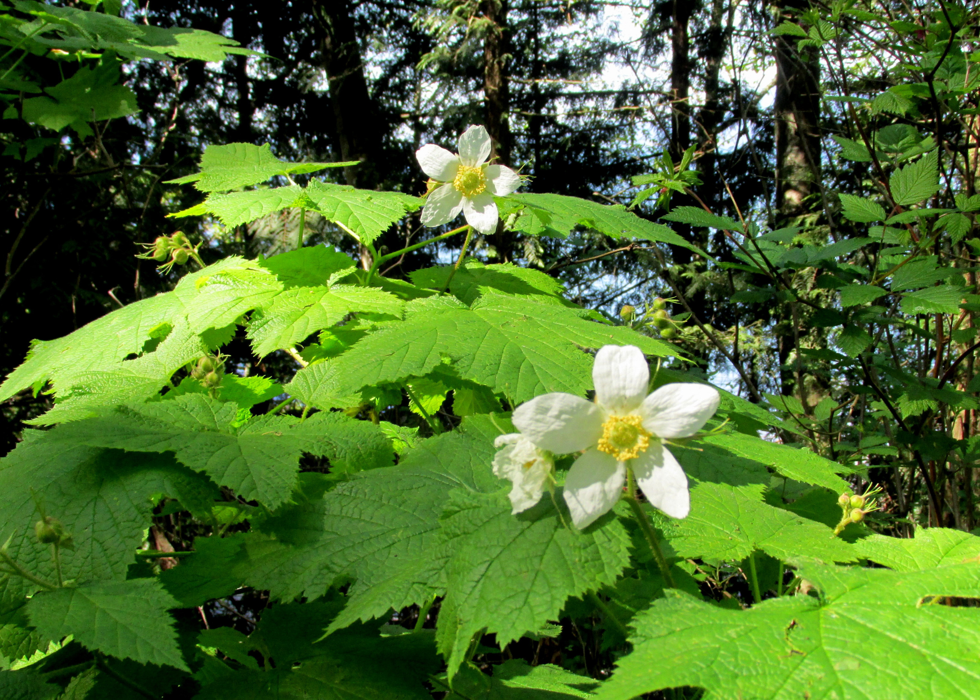 Thimbleberry