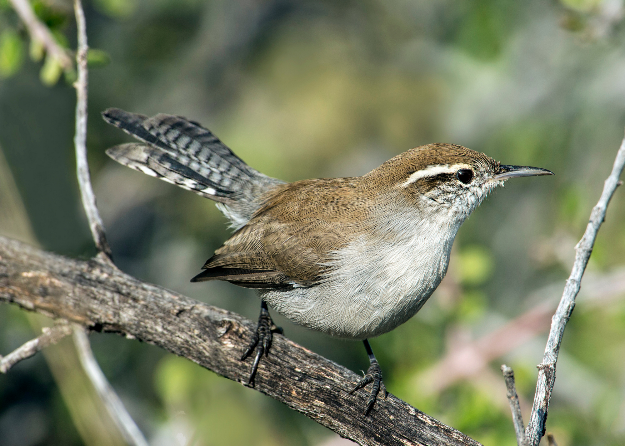 Bewick's Wren
