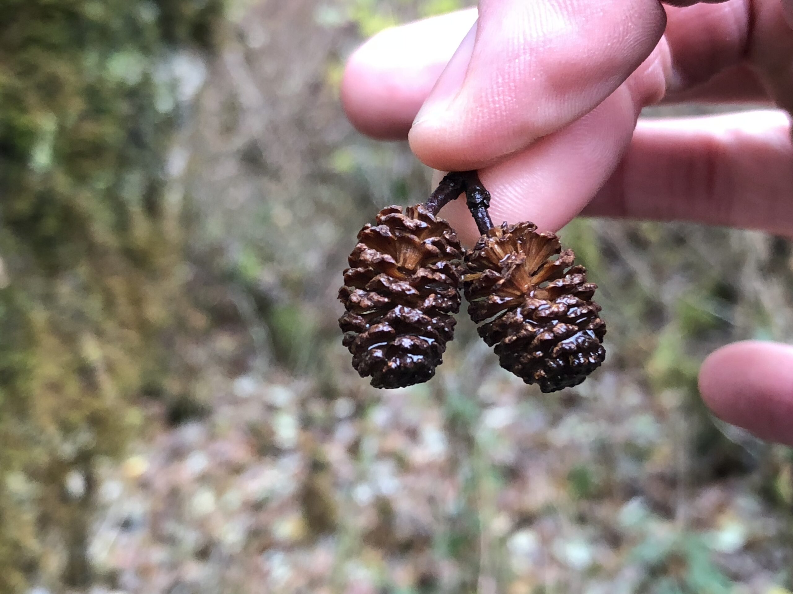 Red Alder