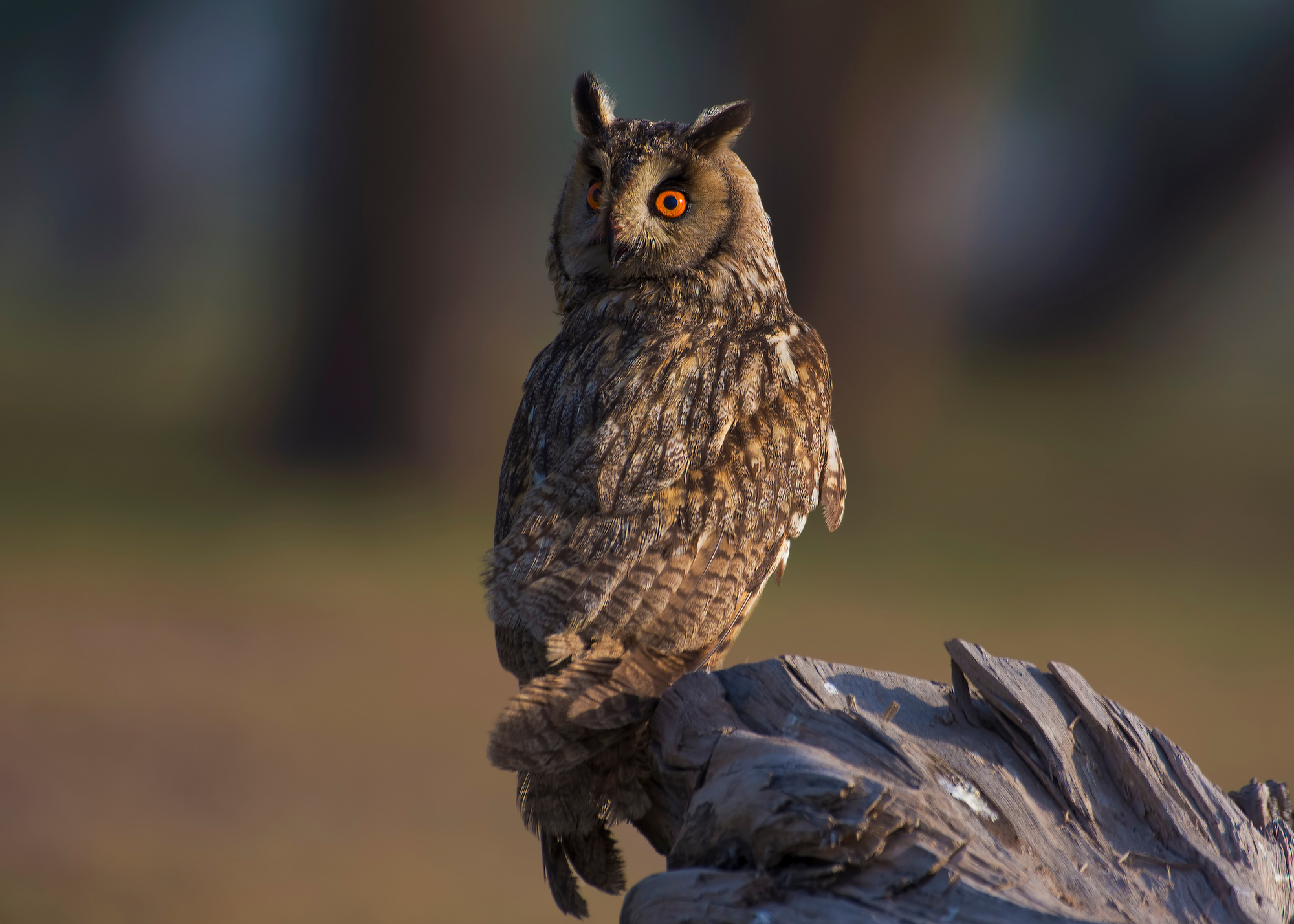 Long-Eared Owl