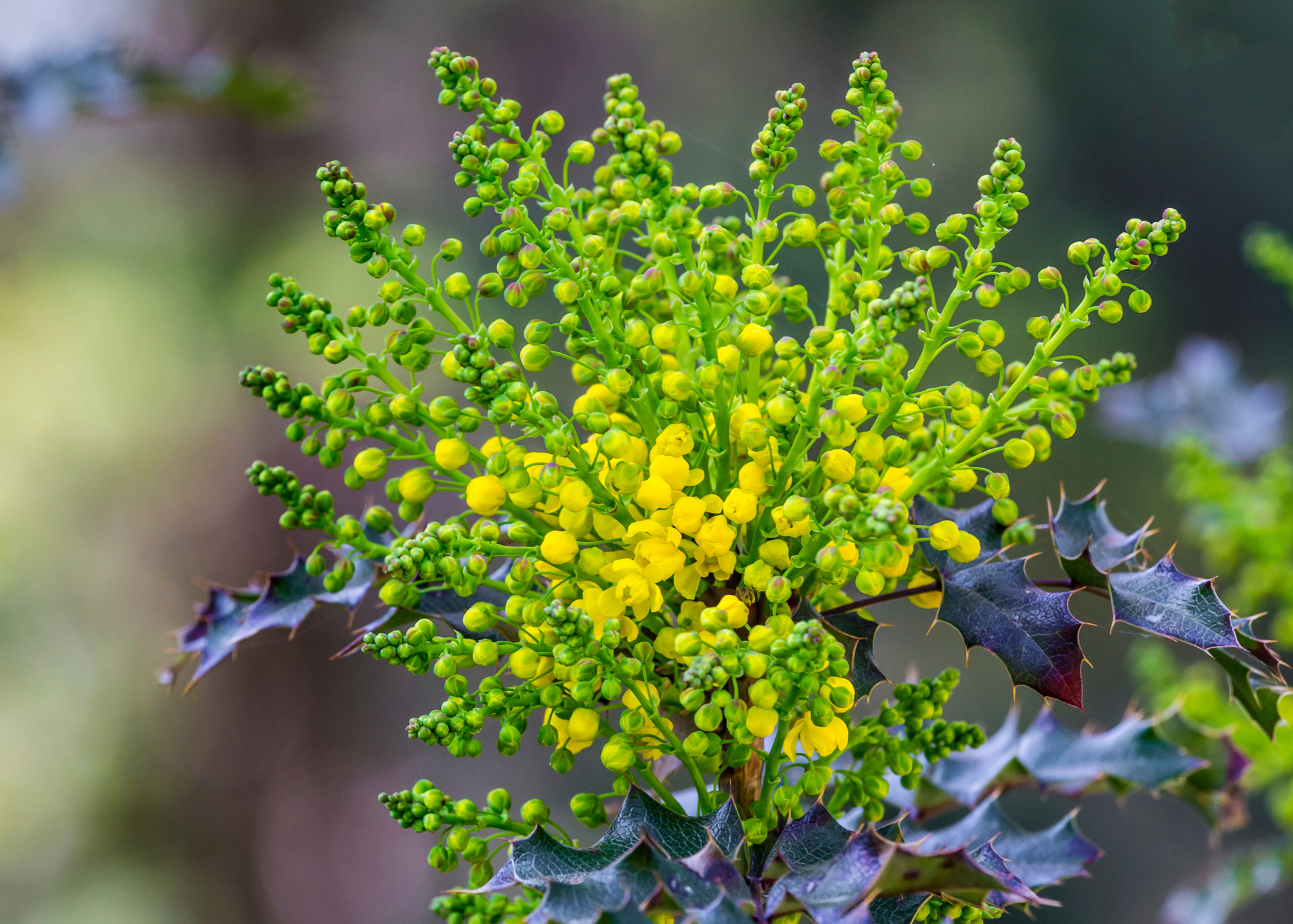Oregon Grape